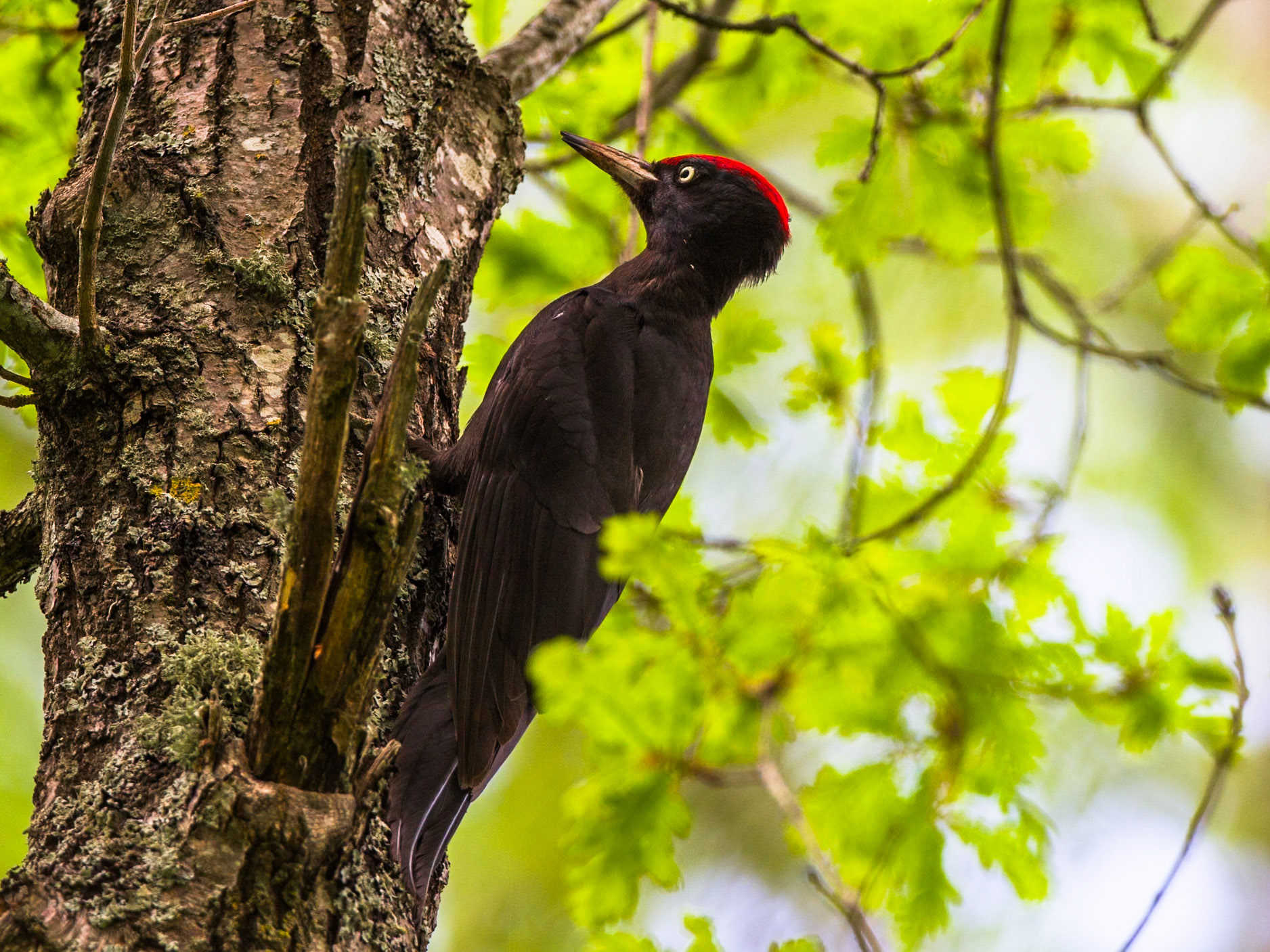 Black Woodpecker