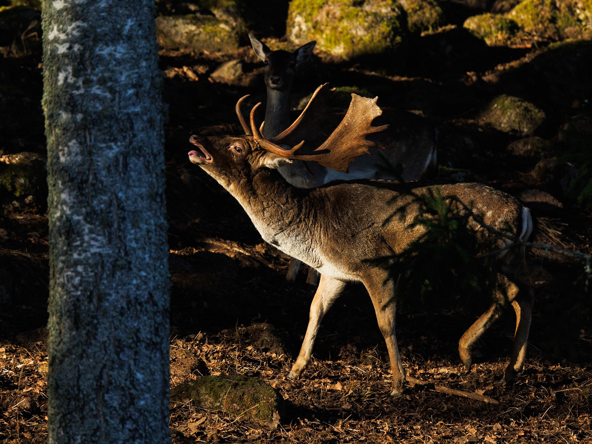 Fallow deer