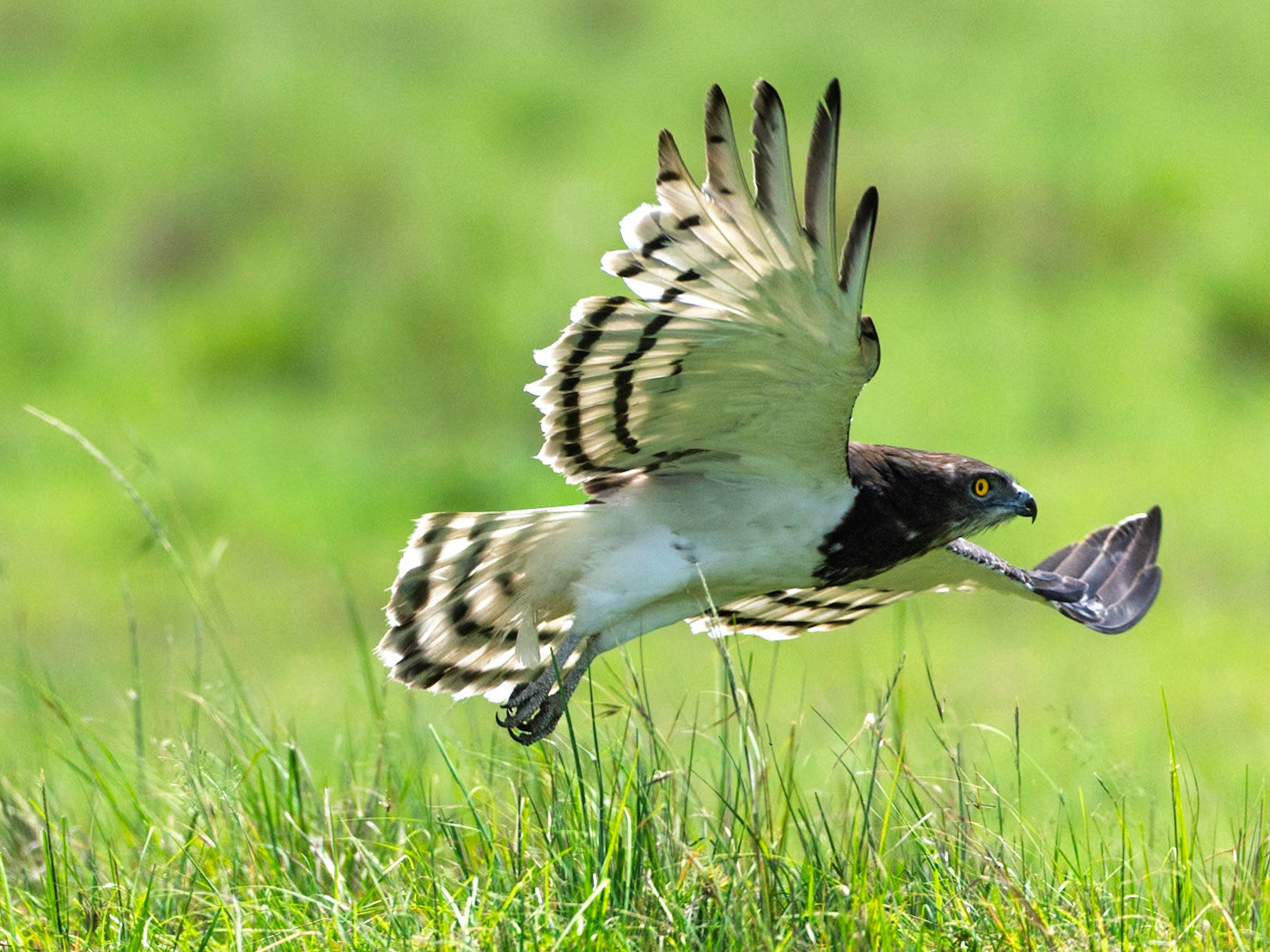 Black-breasted snake-eagle in Masai Mara 2026