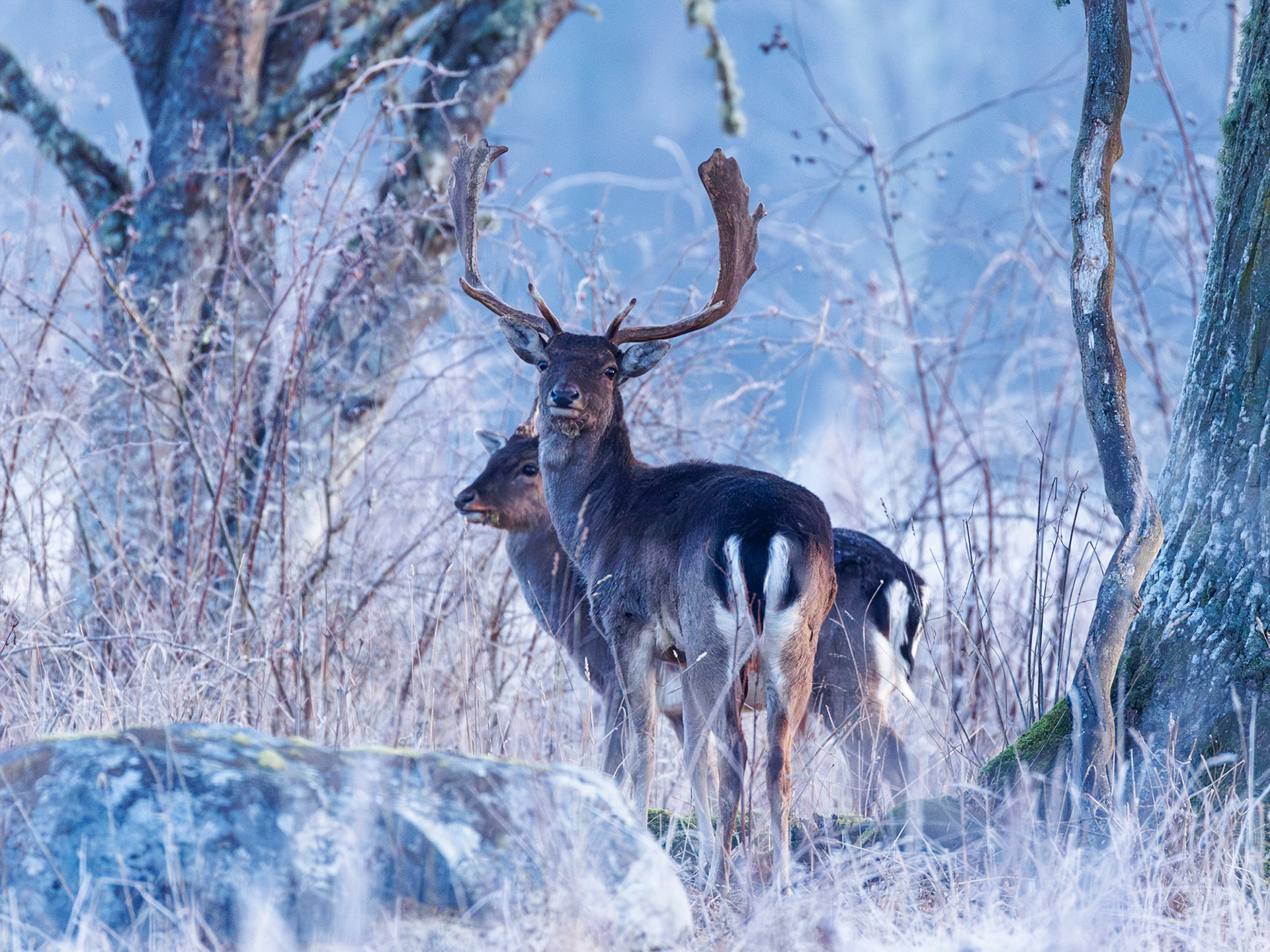 Fallow deer