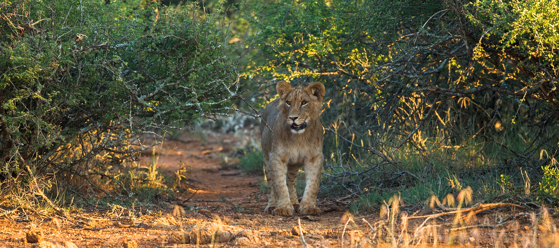 Lion in Masai Mara 2014