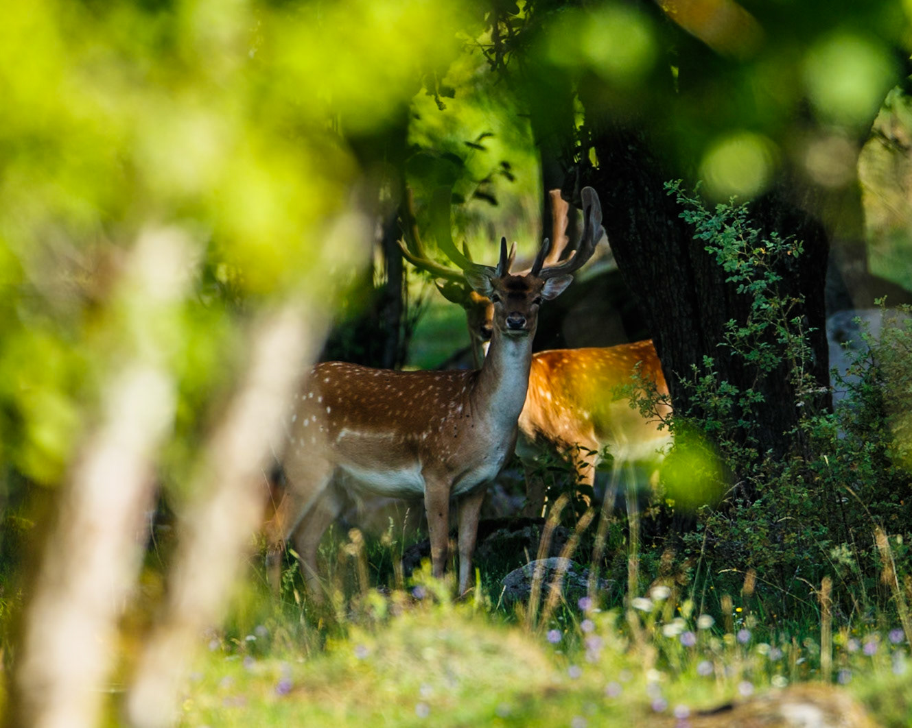 Fallow Deer