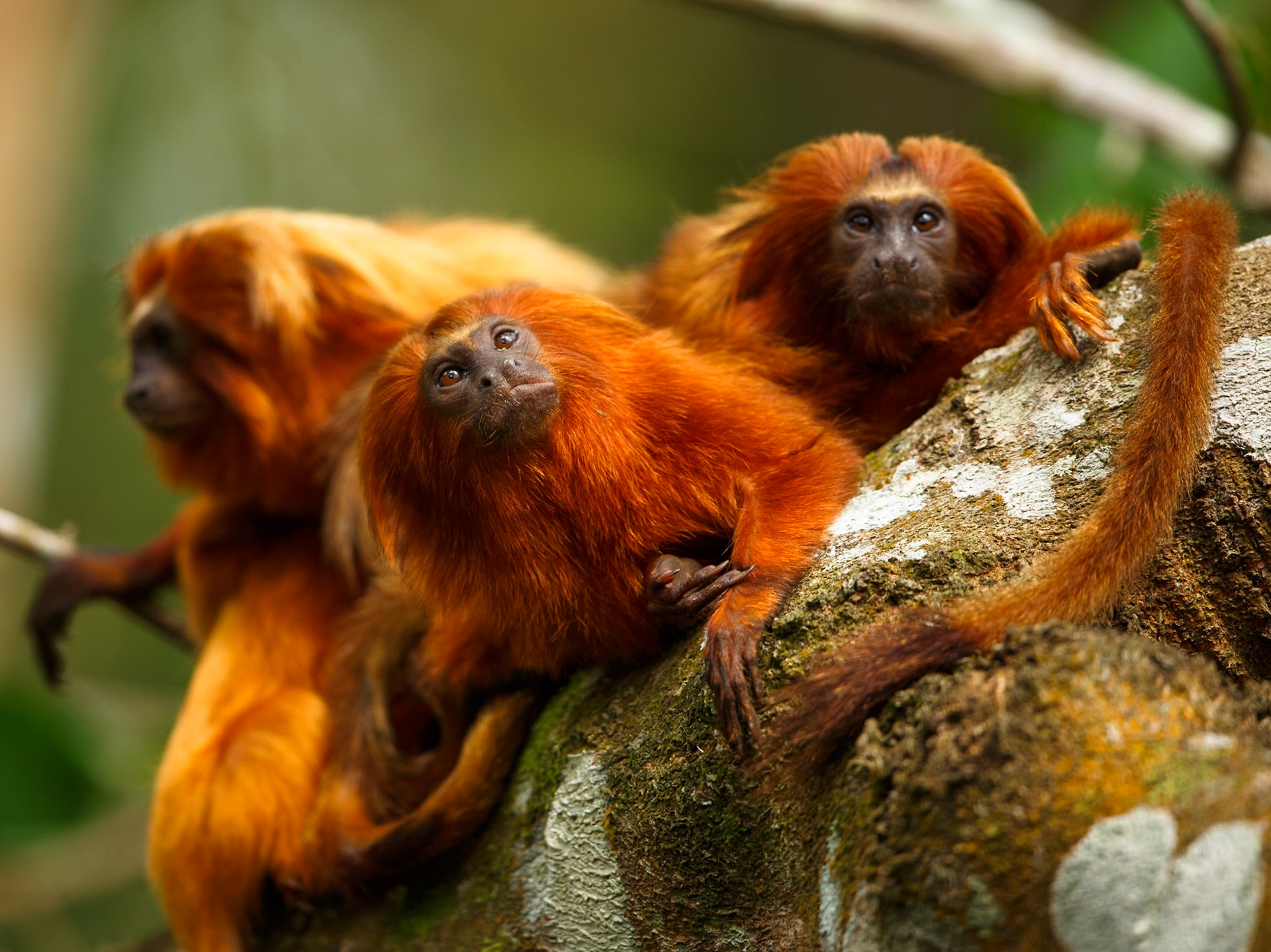Golden Lion Tamarin (not in Pantanal)