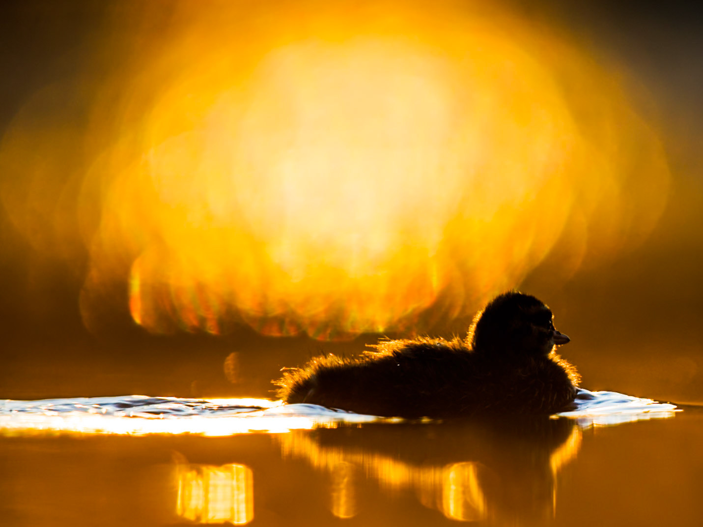 Slavonian Grebe