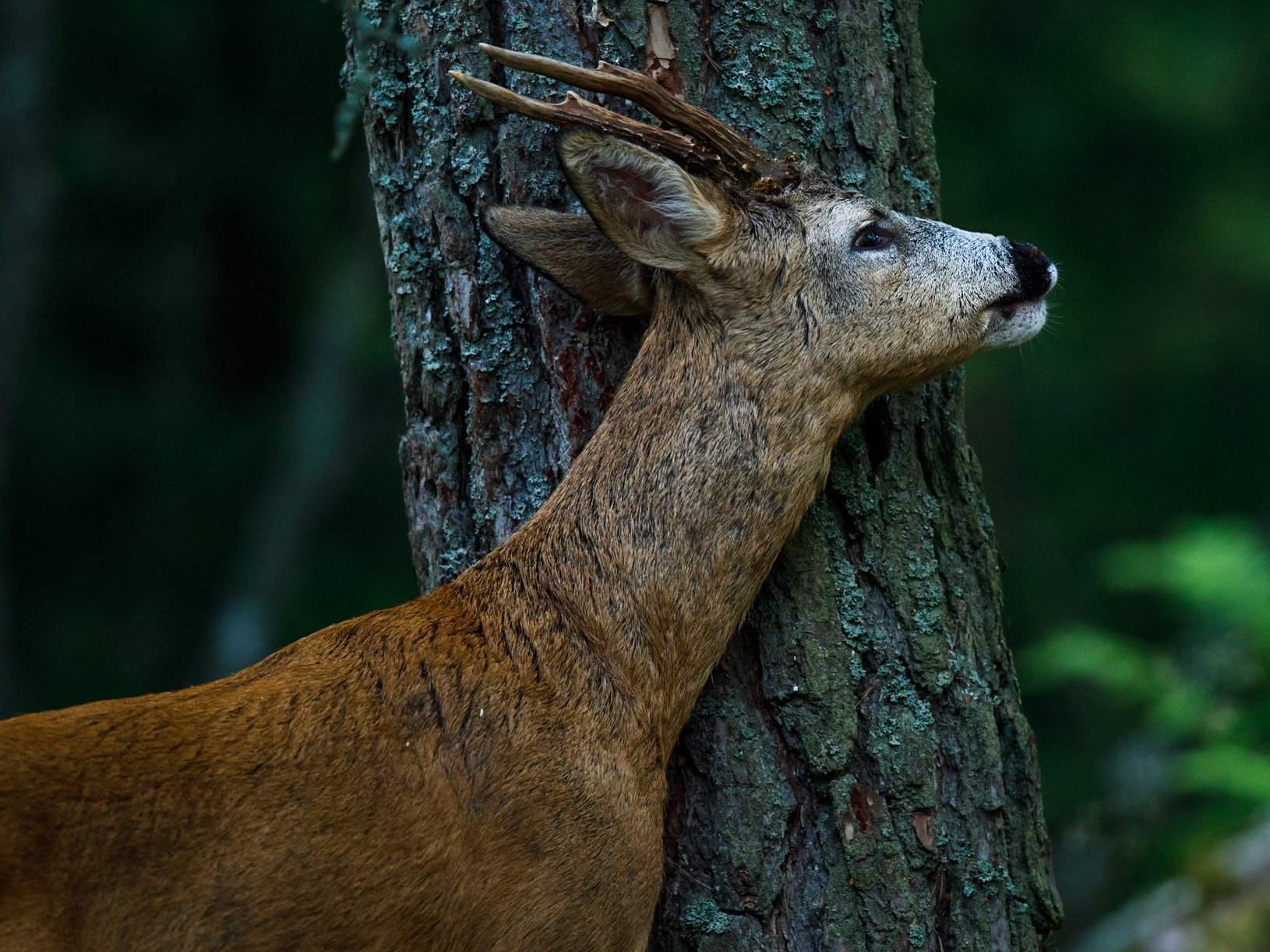 Roe Deer