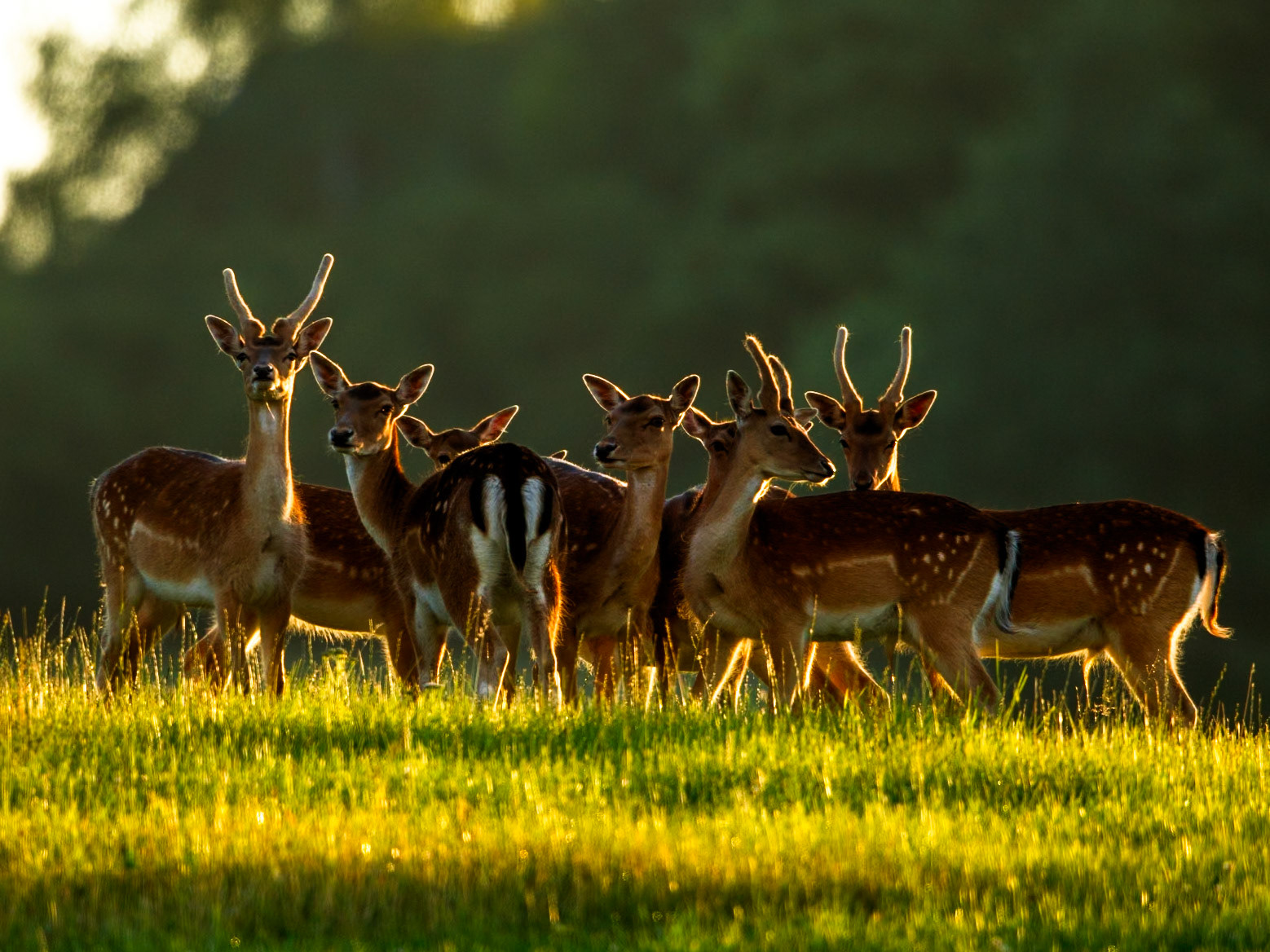Fallow Deer