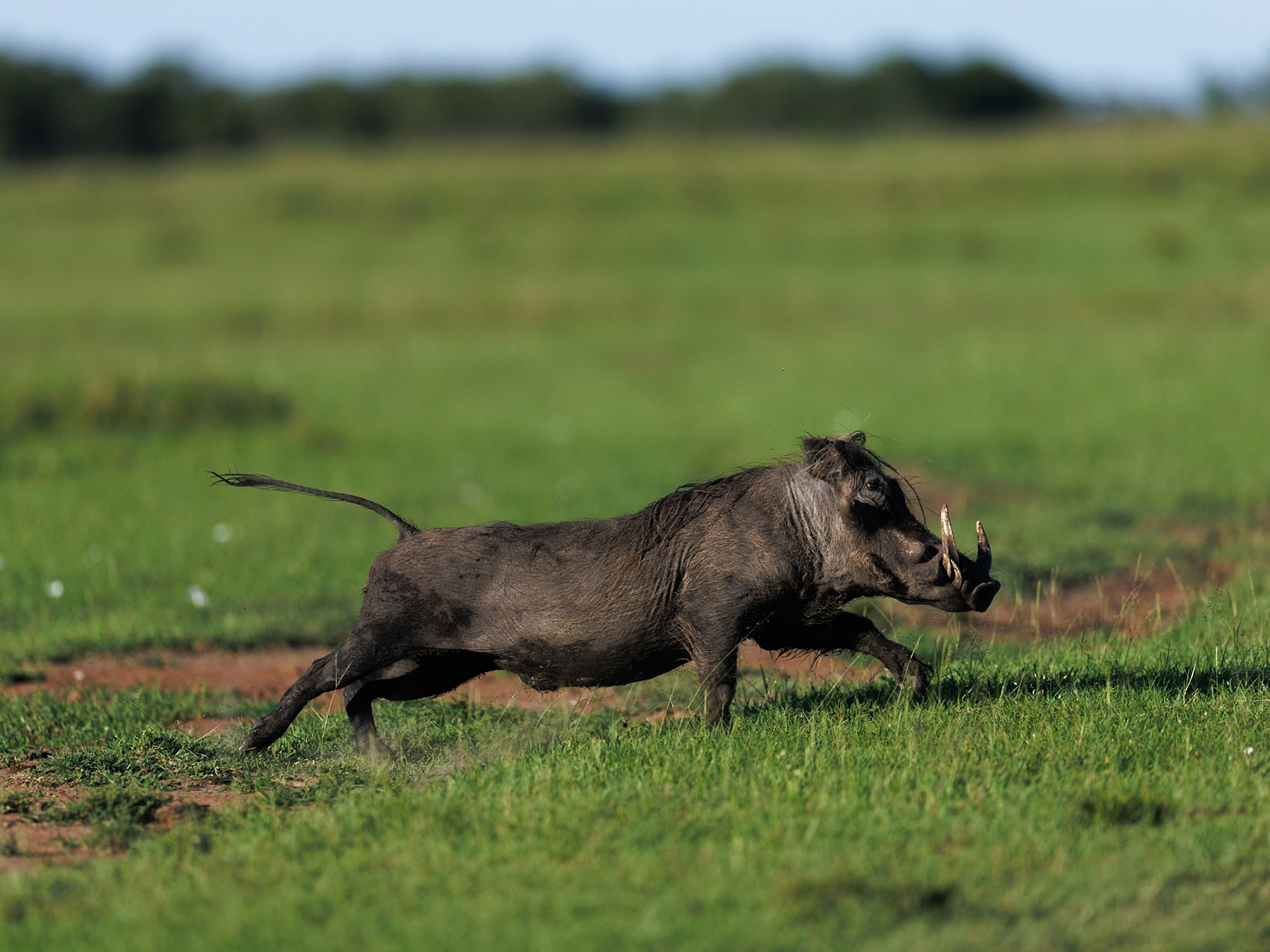 Warthog in Masai Mara 2026