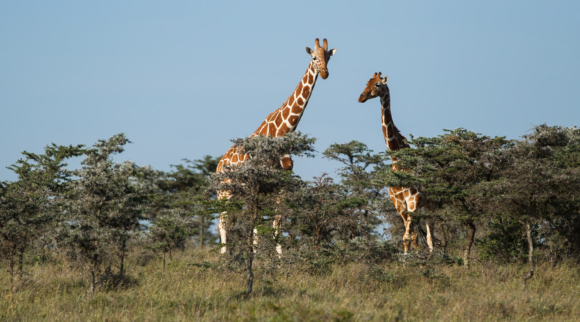 Giraffe in Masai Mara 2014