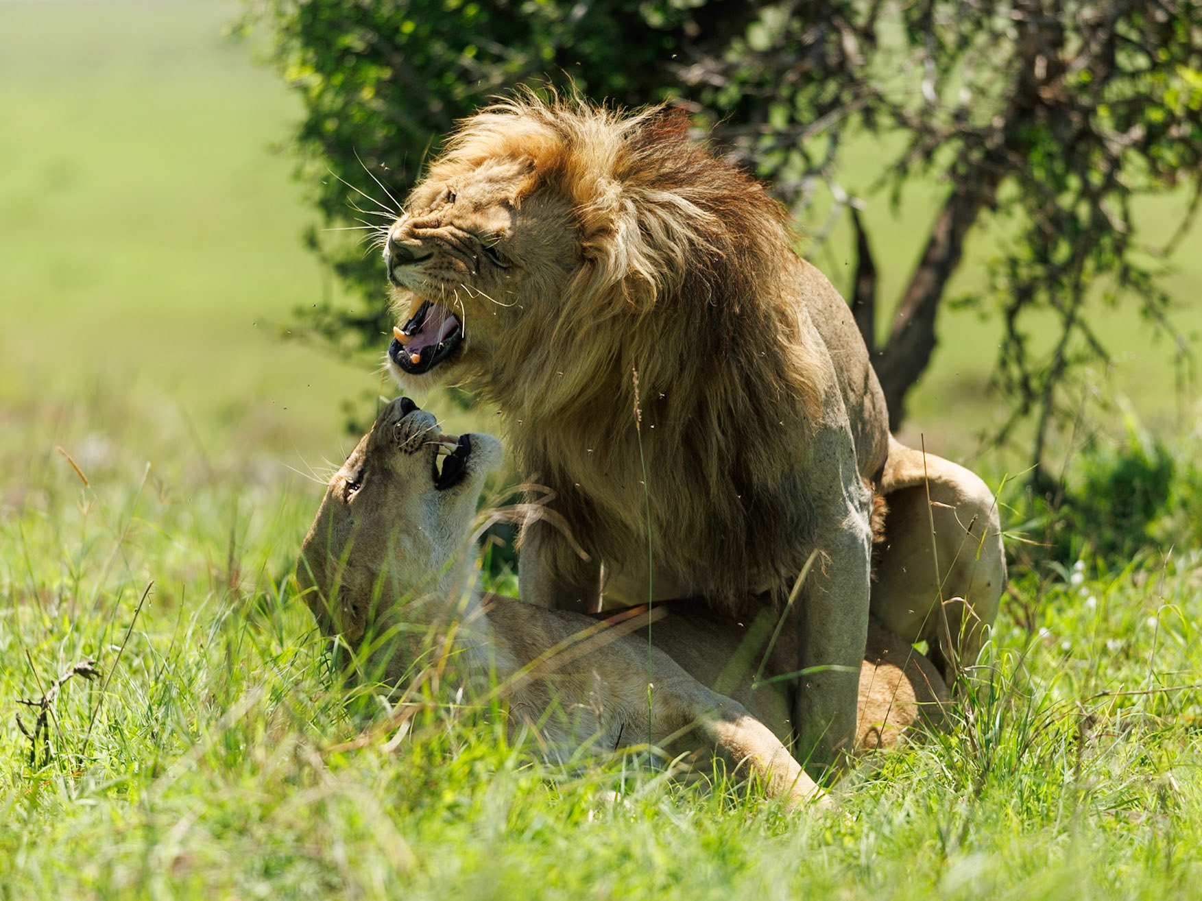 Lions in Masai Mara 2026