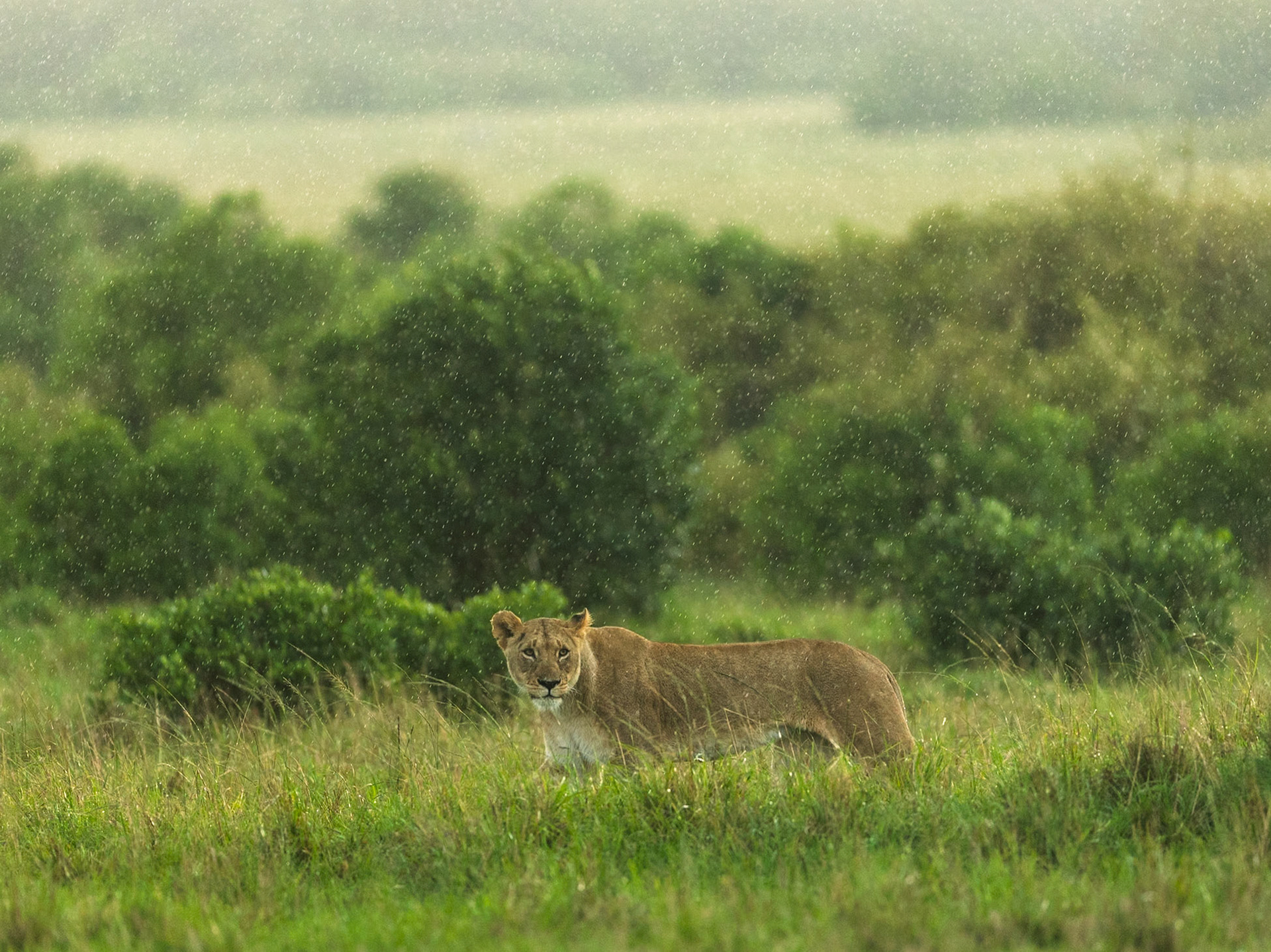 Lion in Masai Mara 2026