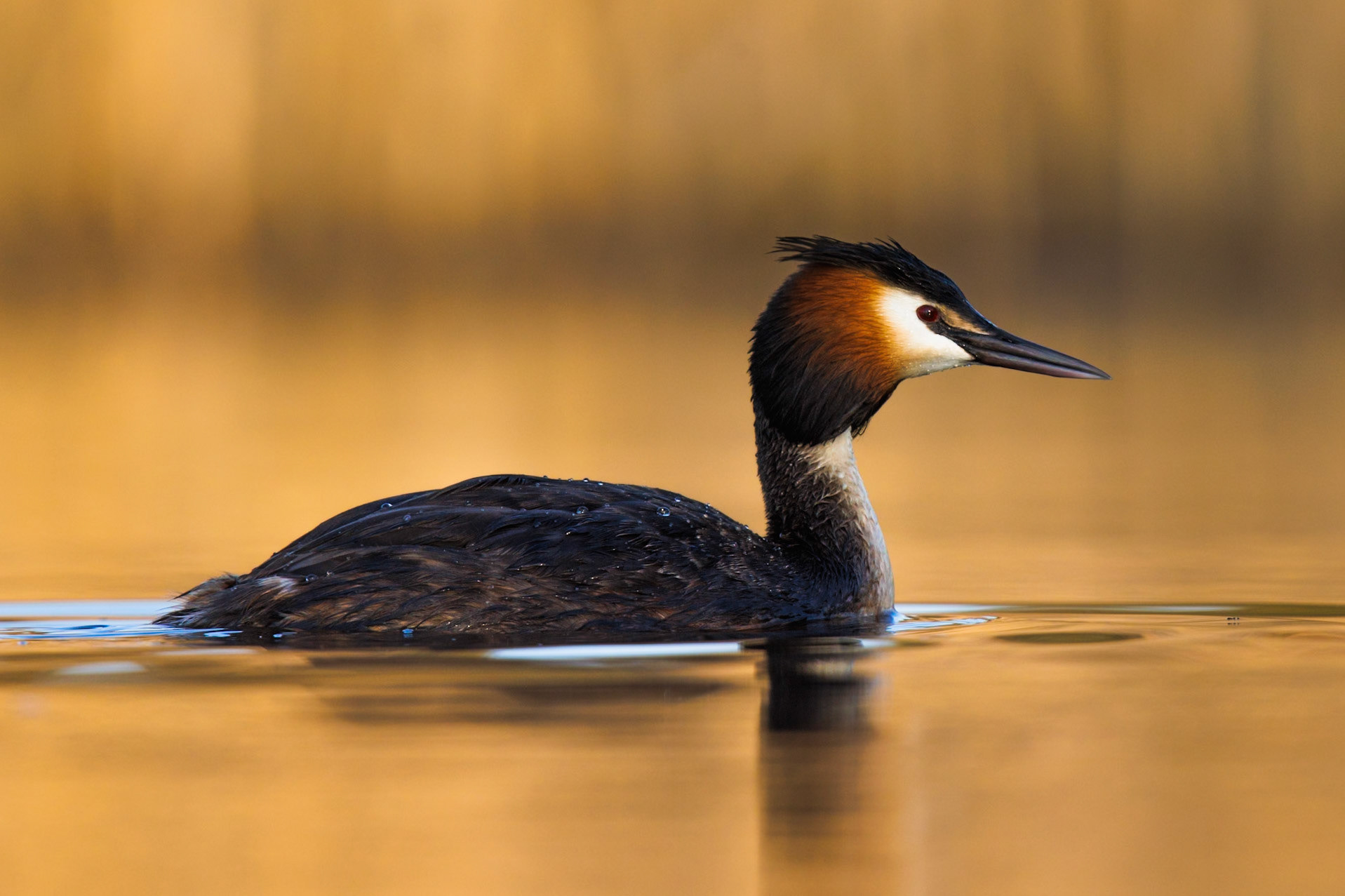 Great Crested Grebe