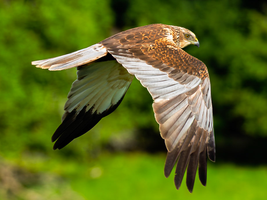 Western marsh harrier