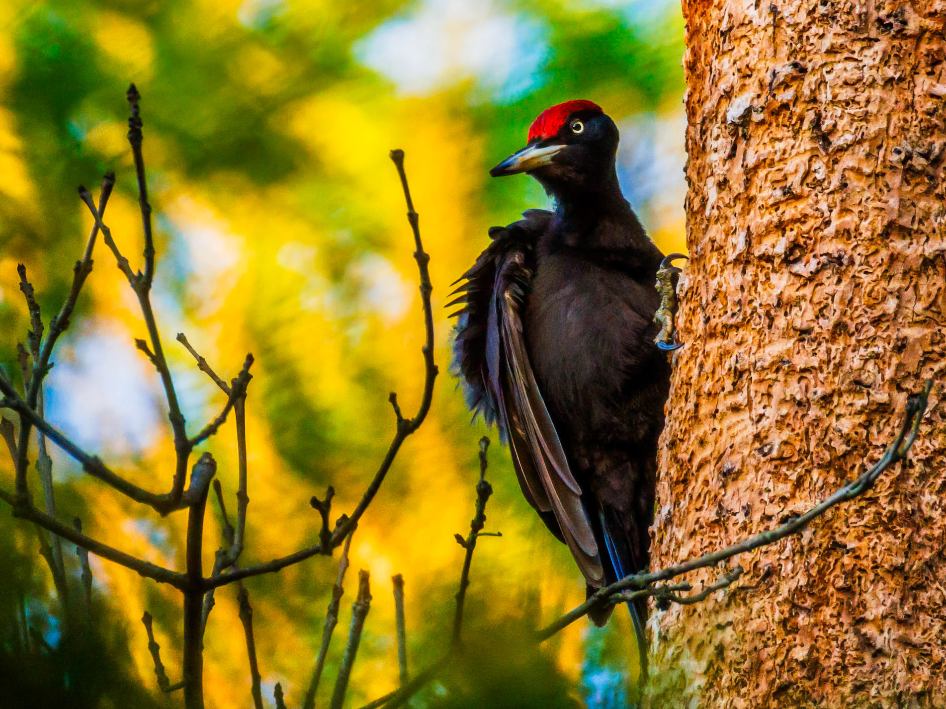 Black Woodpecker