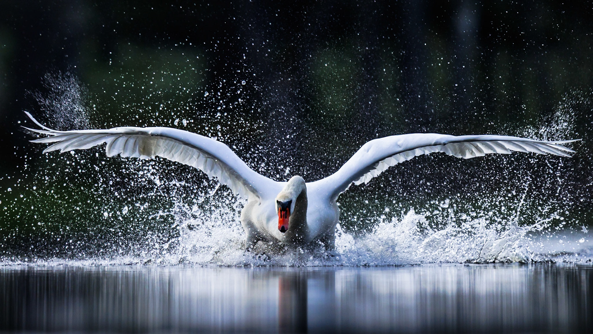 Mute Swan