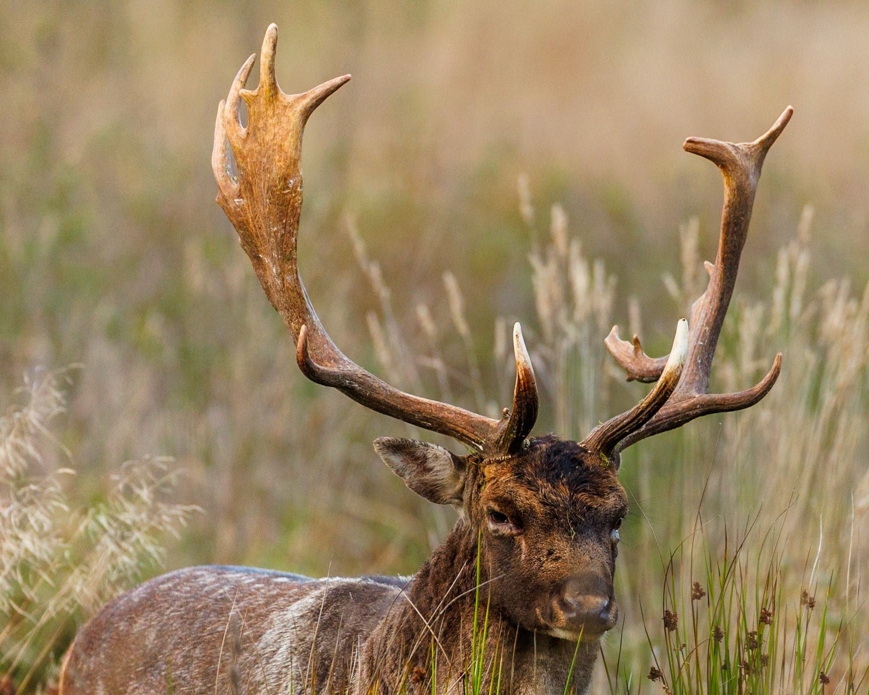 Fallow deer
