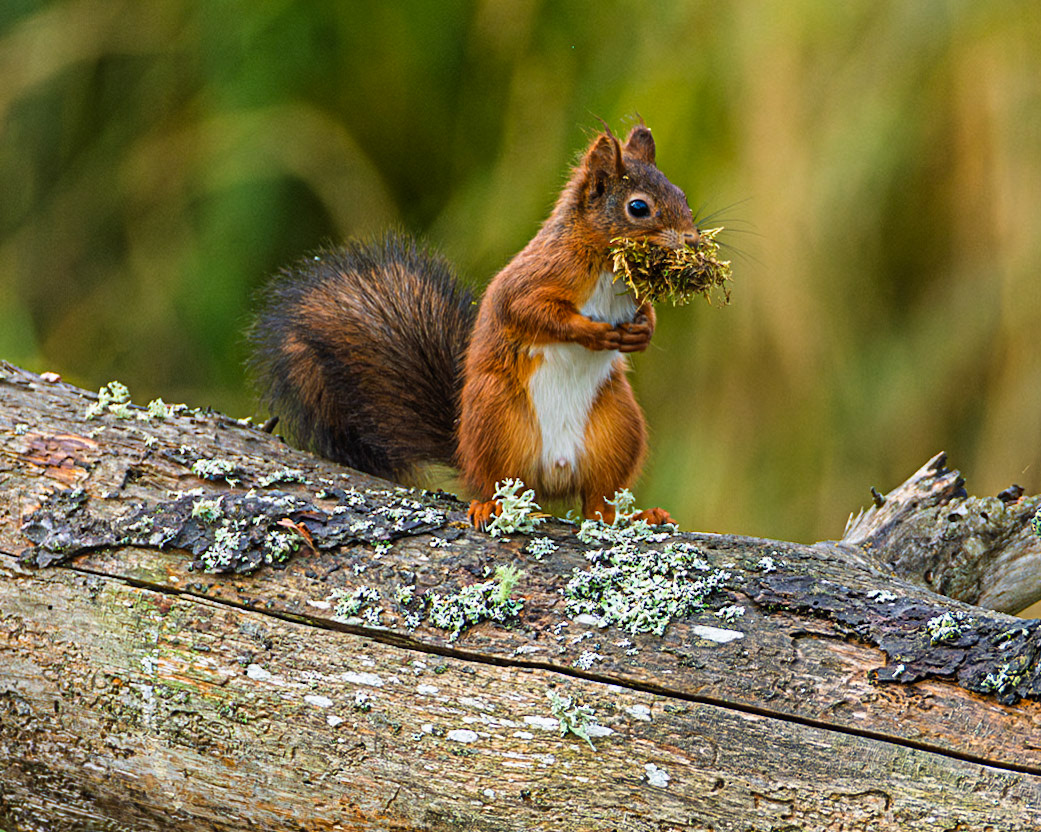 Squirrel