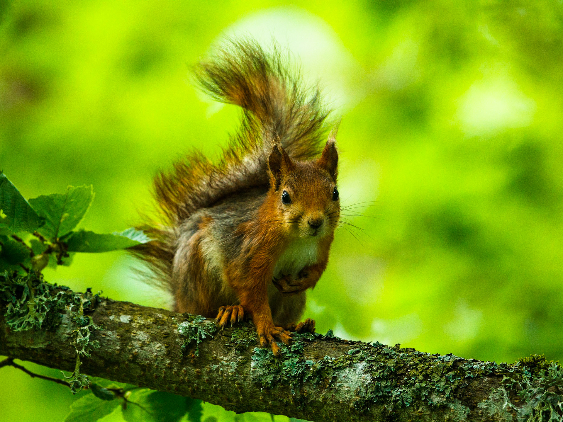 Squirrel