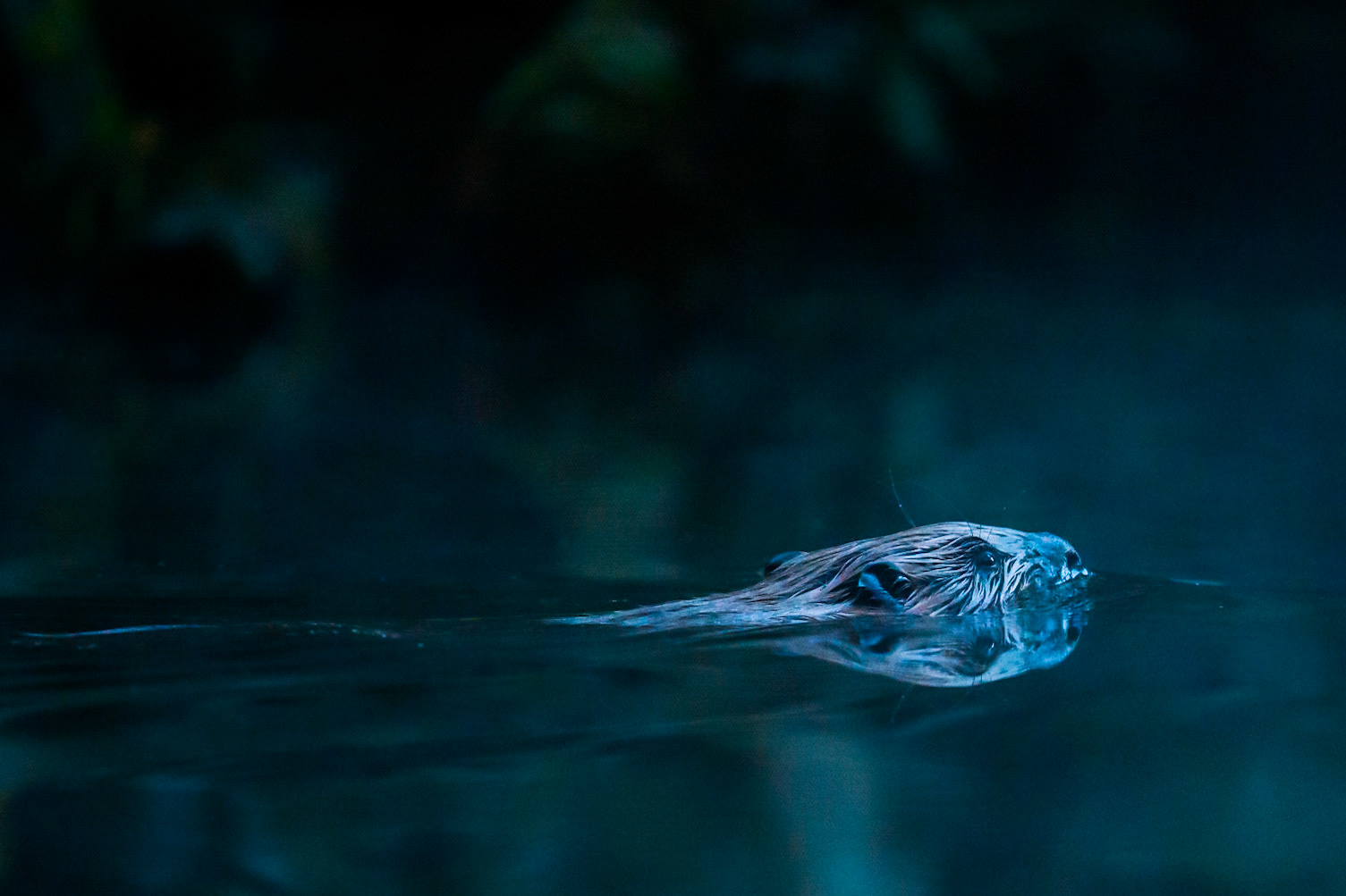 Beaver