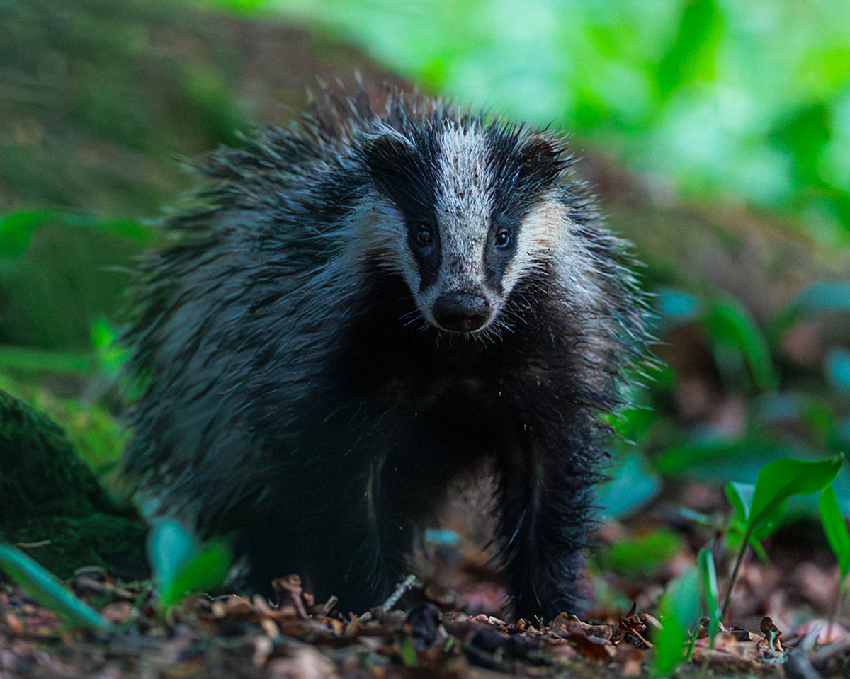 Badger