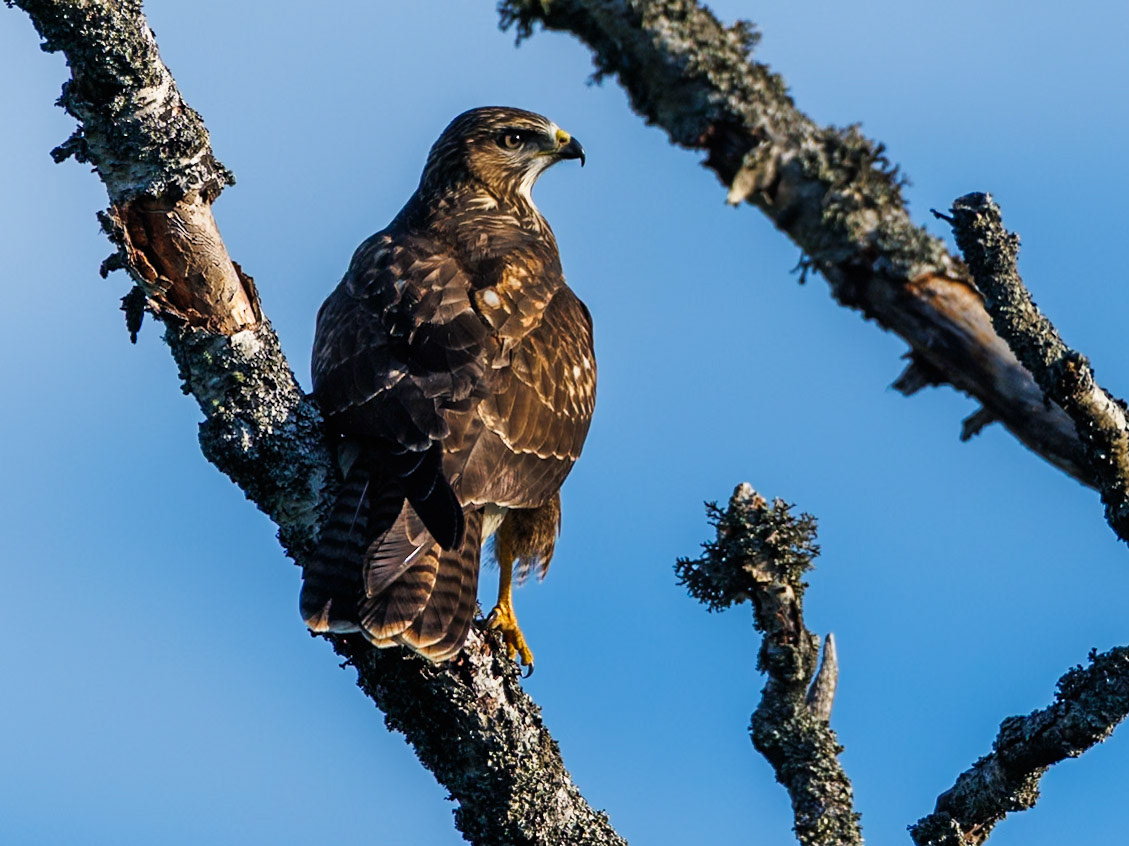 Common Buzzard