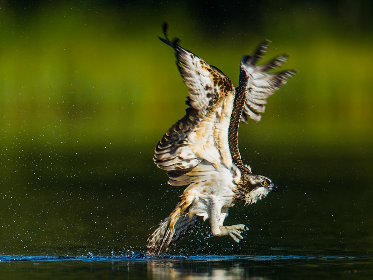 Osprey