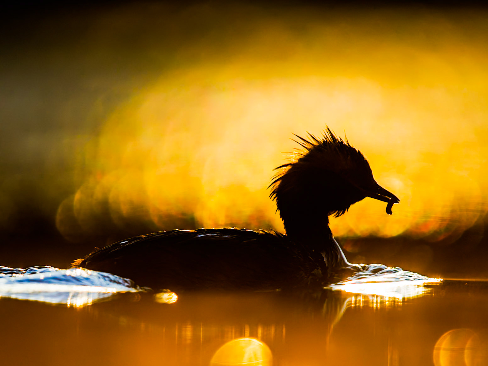 Slavonian Grebe