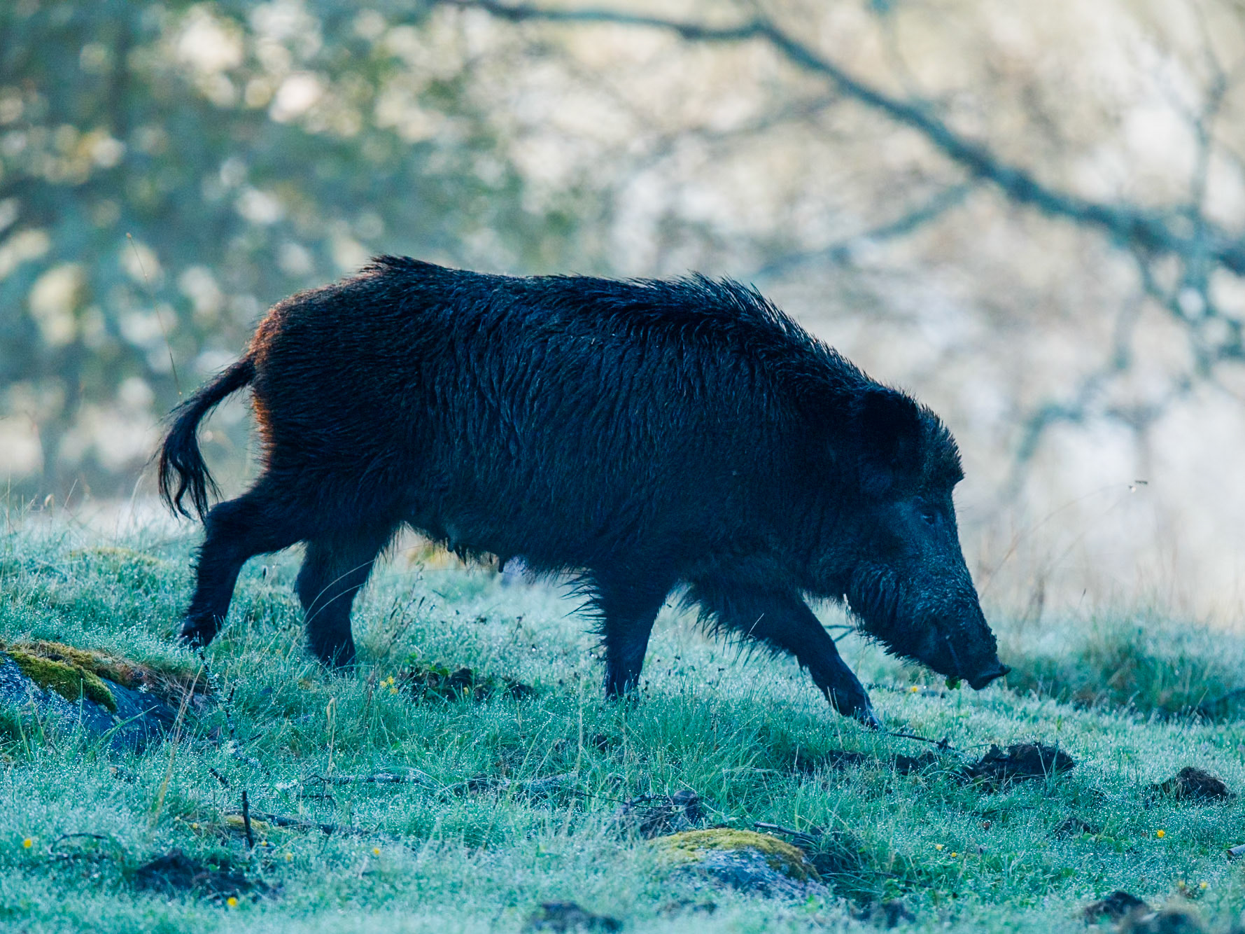 Wild Bore