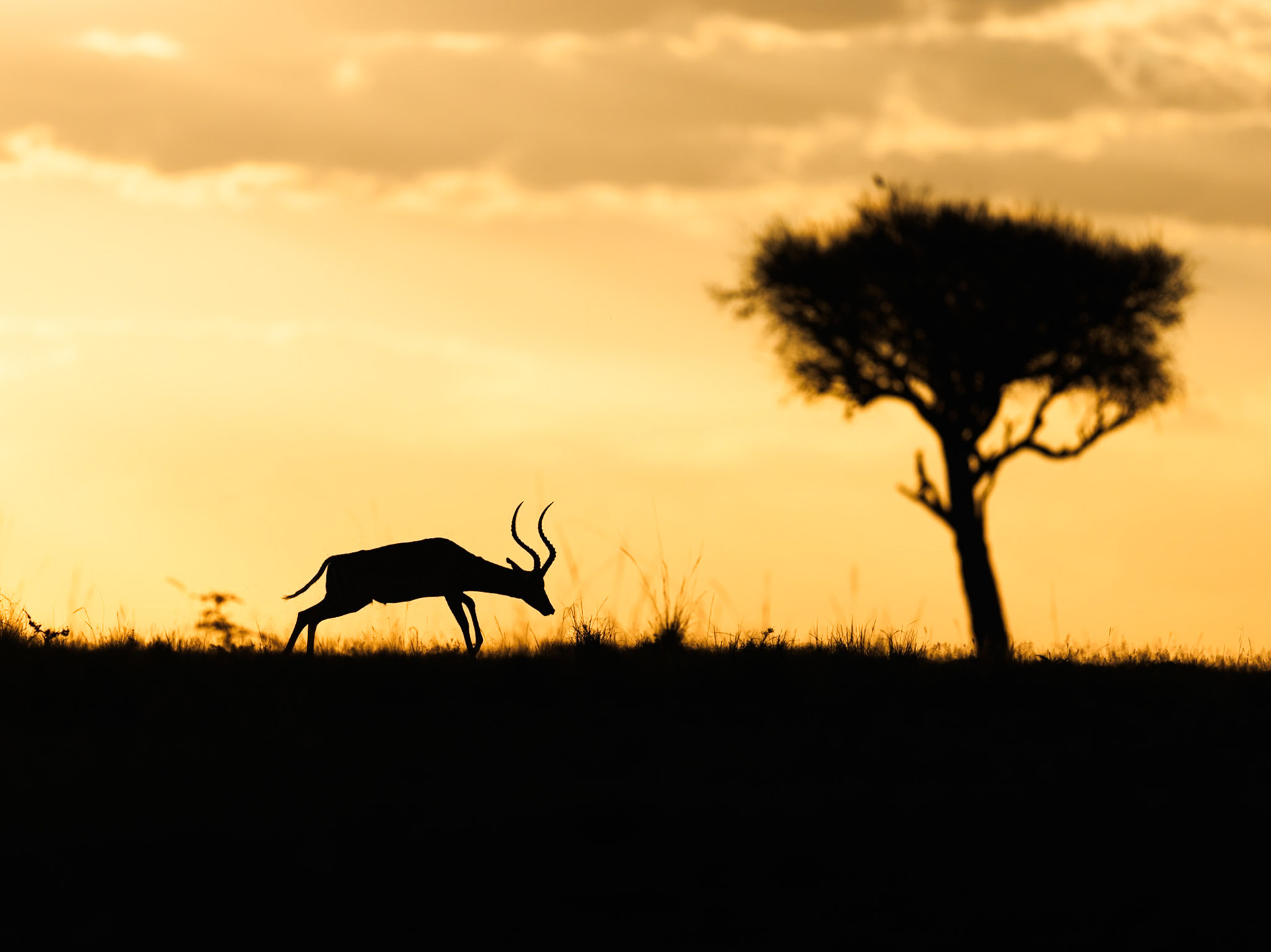 Impala in Masai Mara 2026