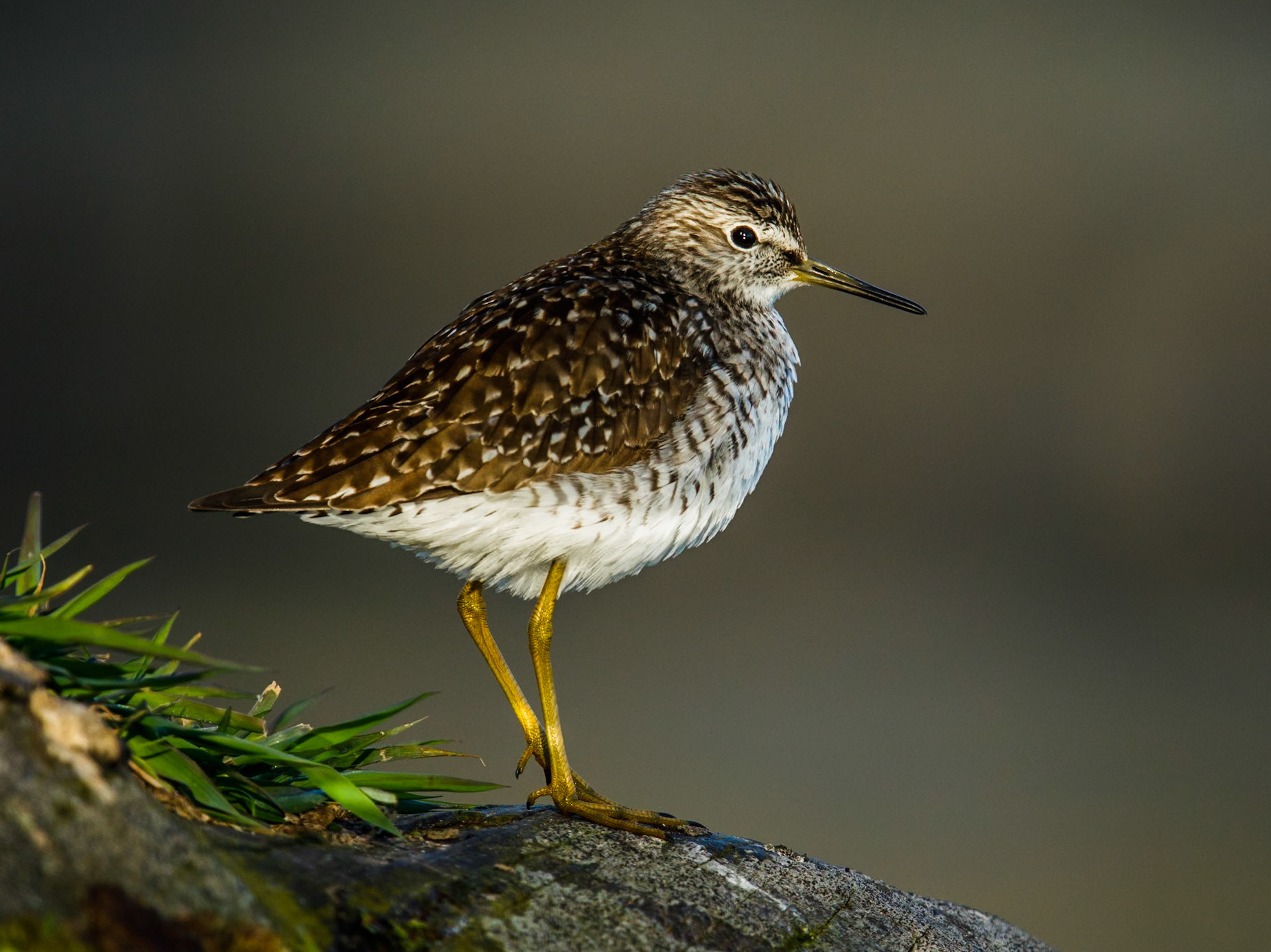Green Sandpiper
