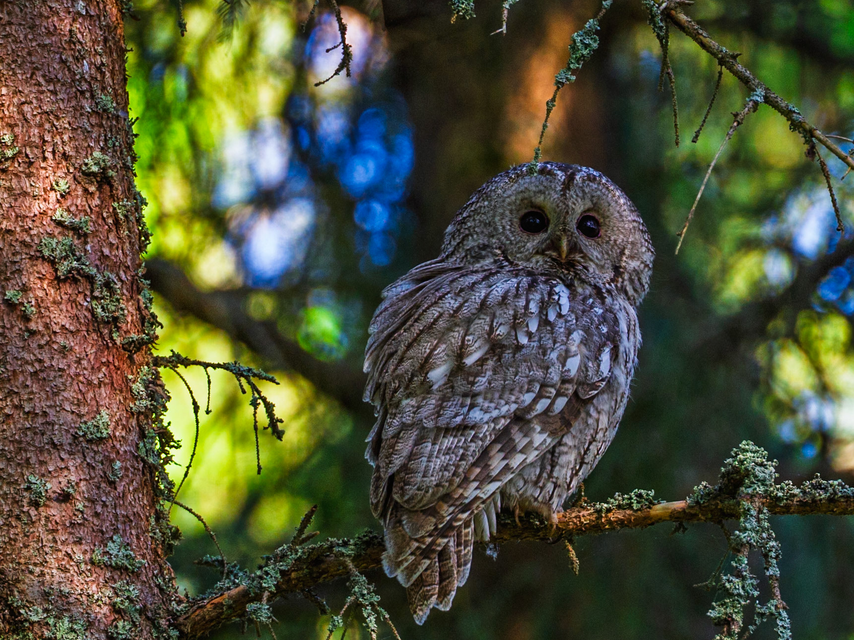 Tawny Owl