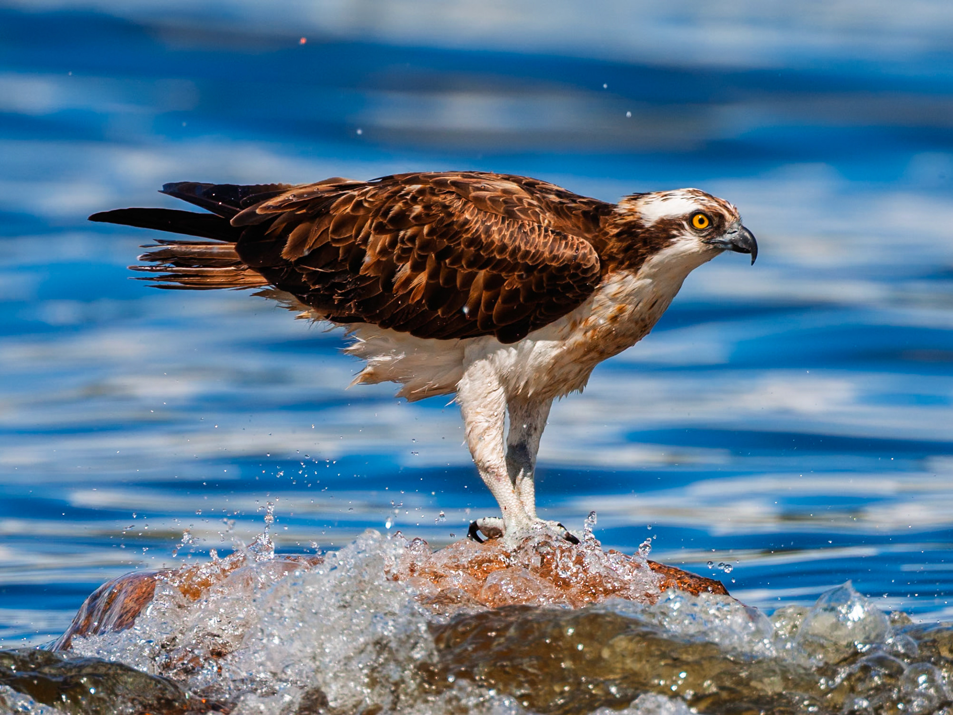 Osprey