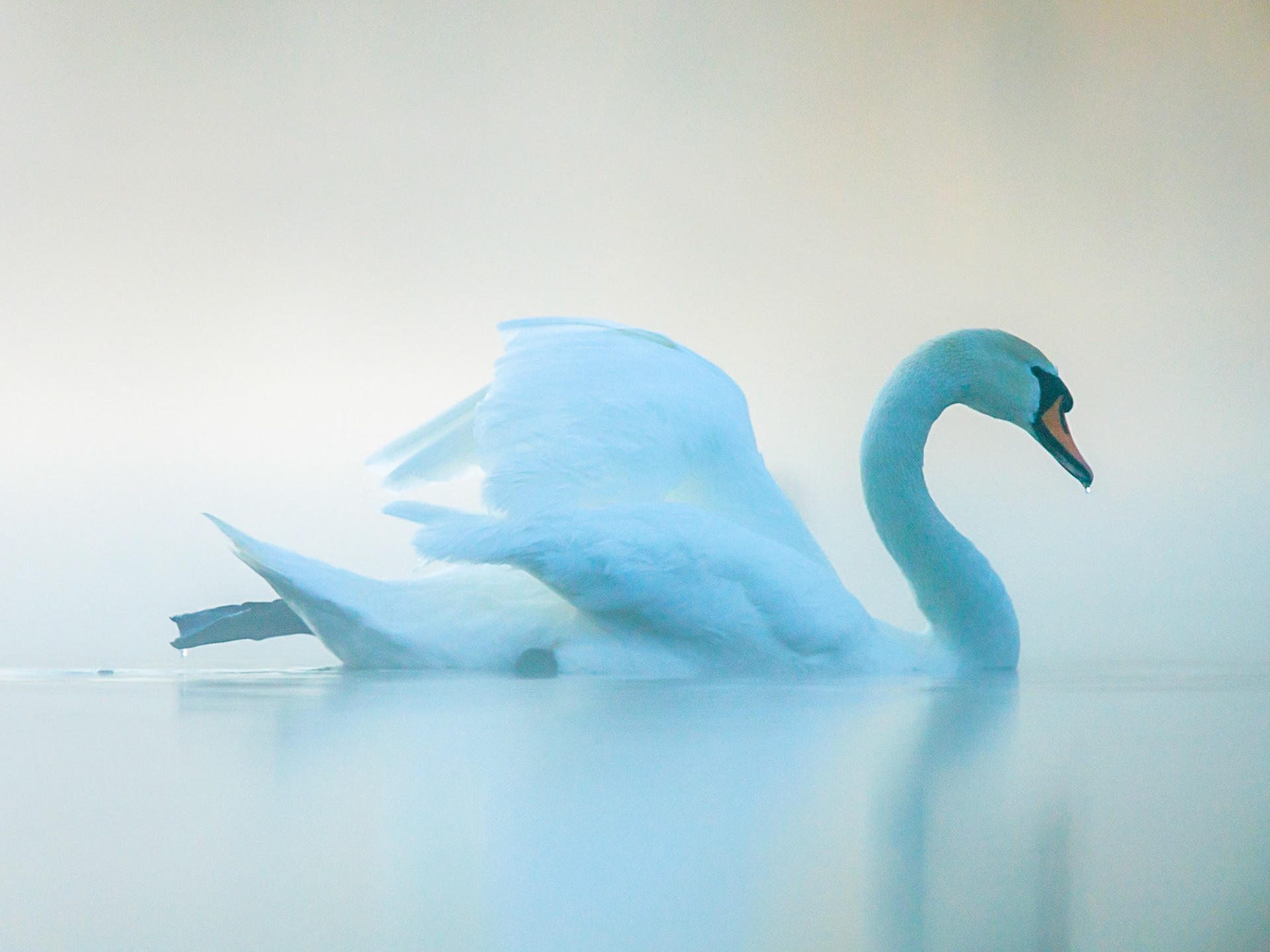 Mute Swan