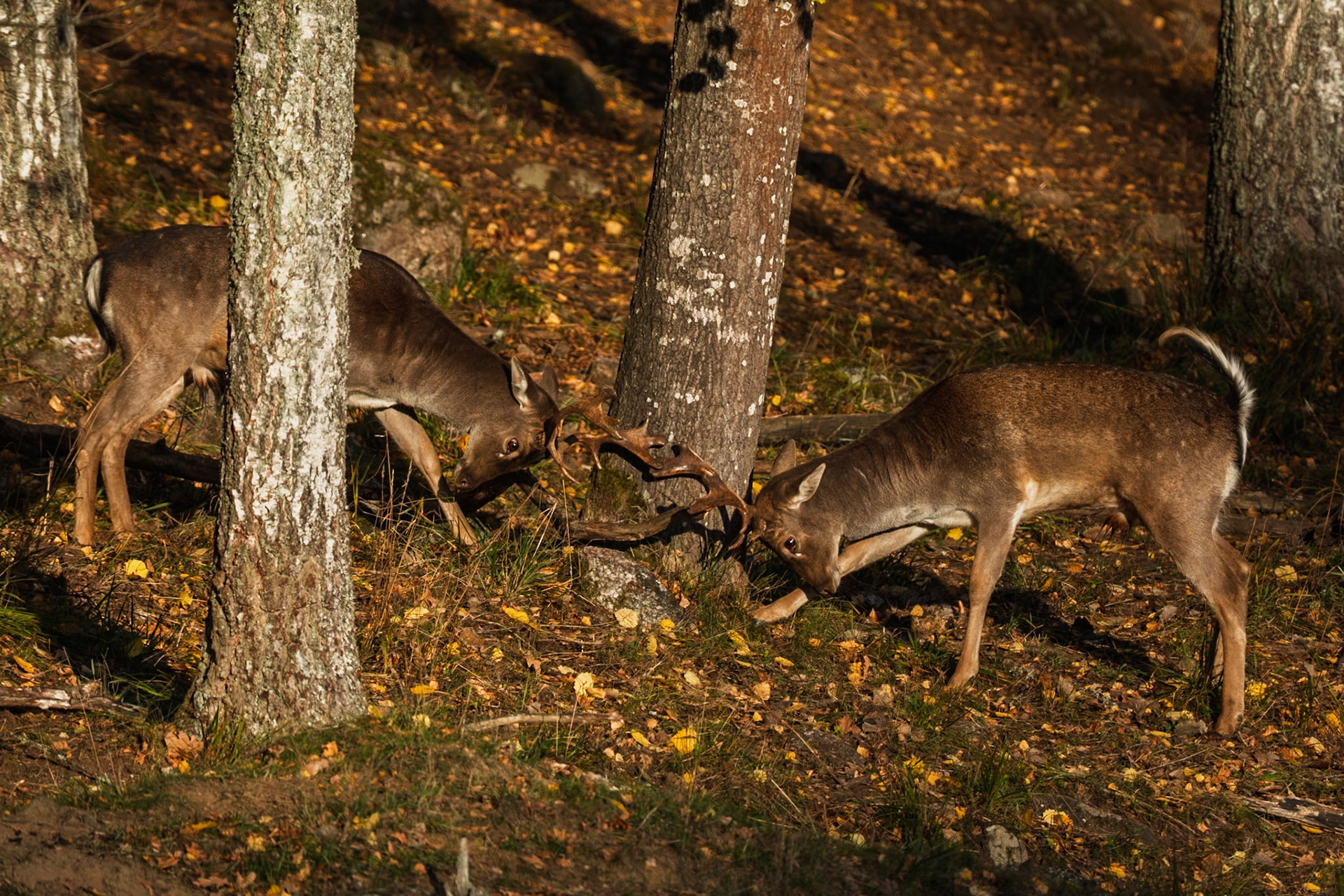 Fallow Deer