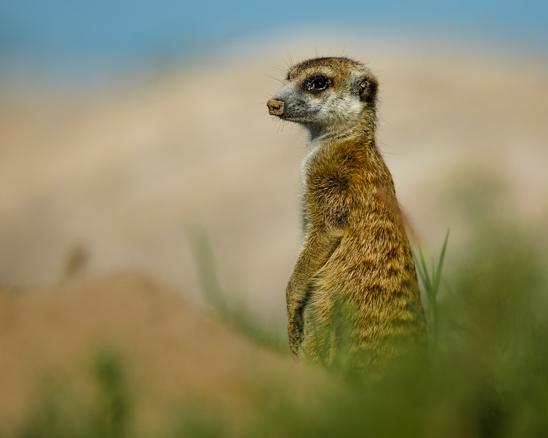 Suricate