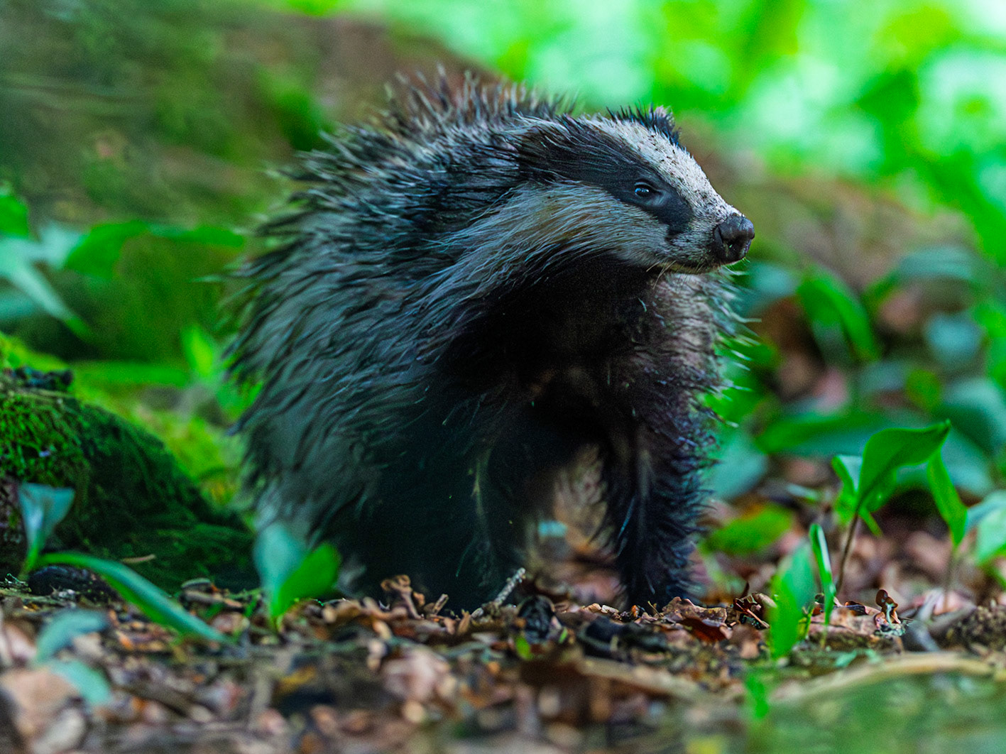 Badger