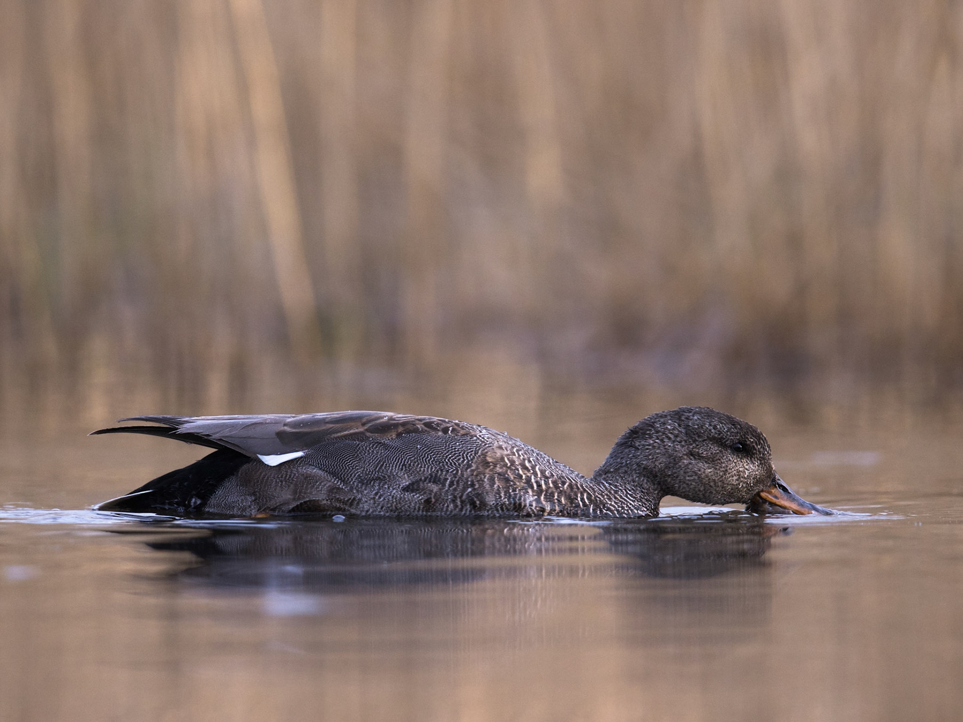 Gadwall
