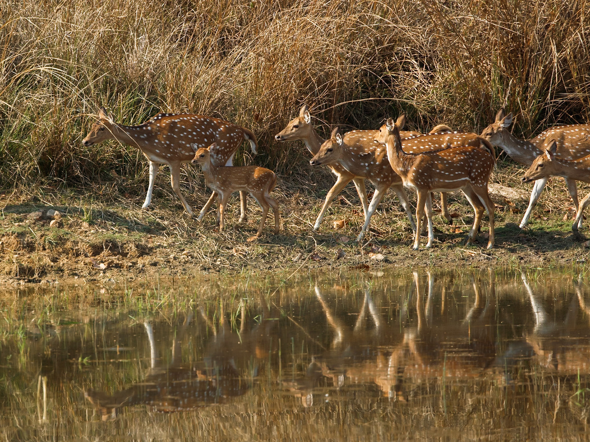 Spotted Deer