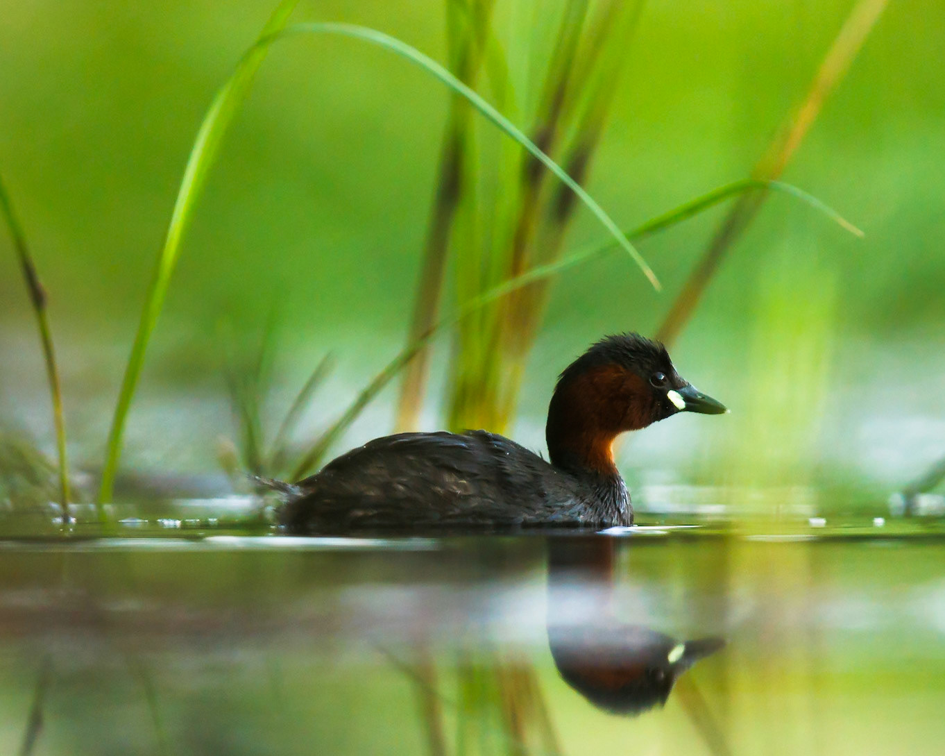 Little Grebe