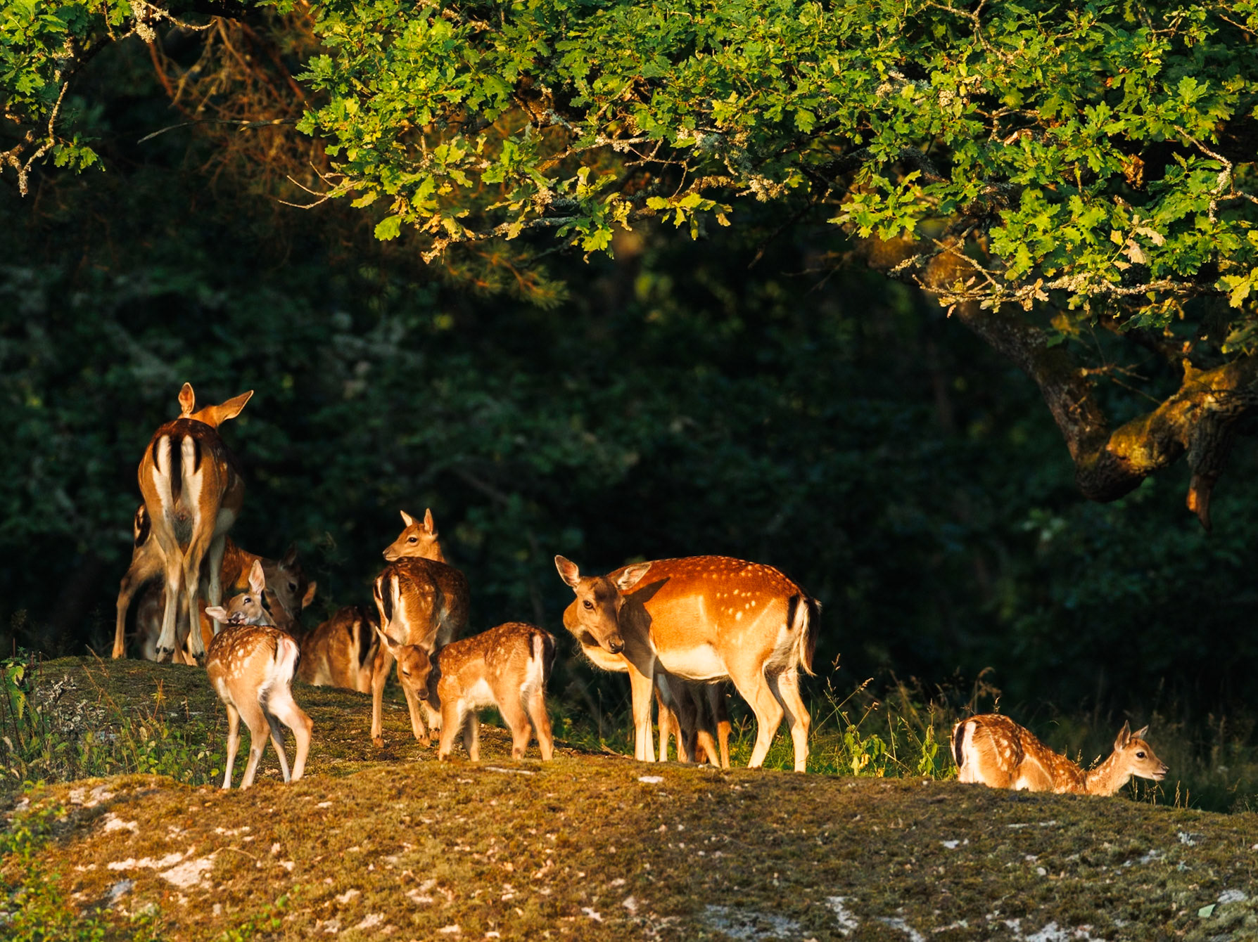 Fallow deer