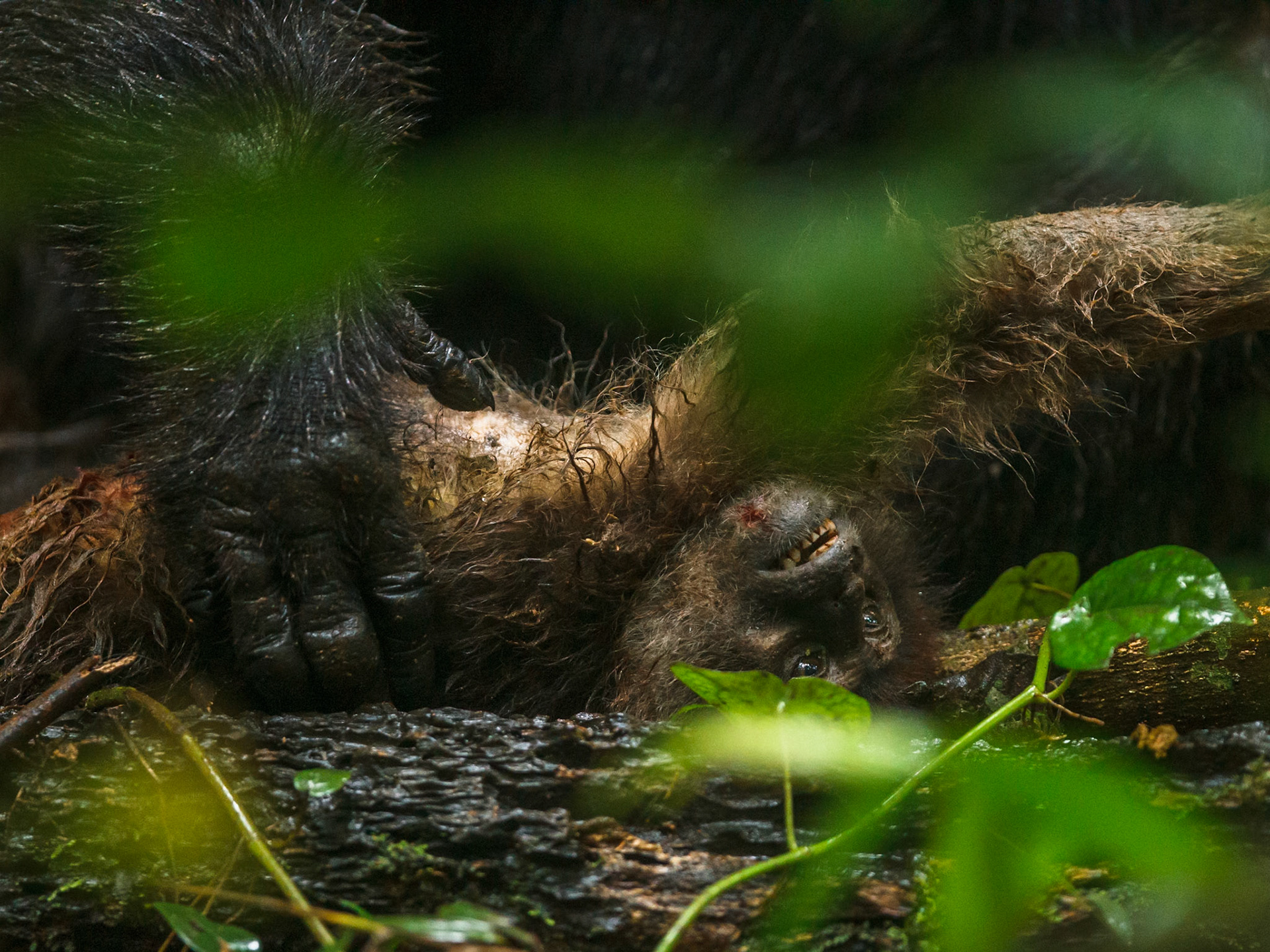 Chimpanzee eating Red Colobus
