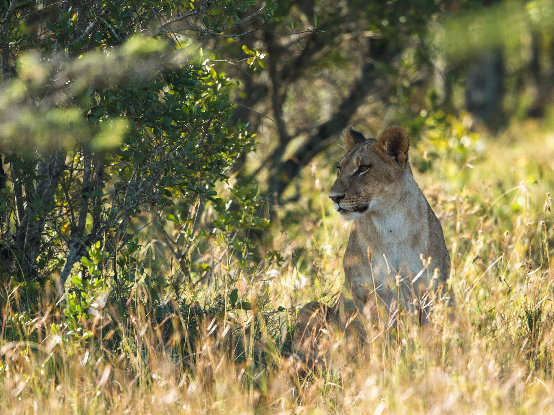 Lion in Masai Mara 2014