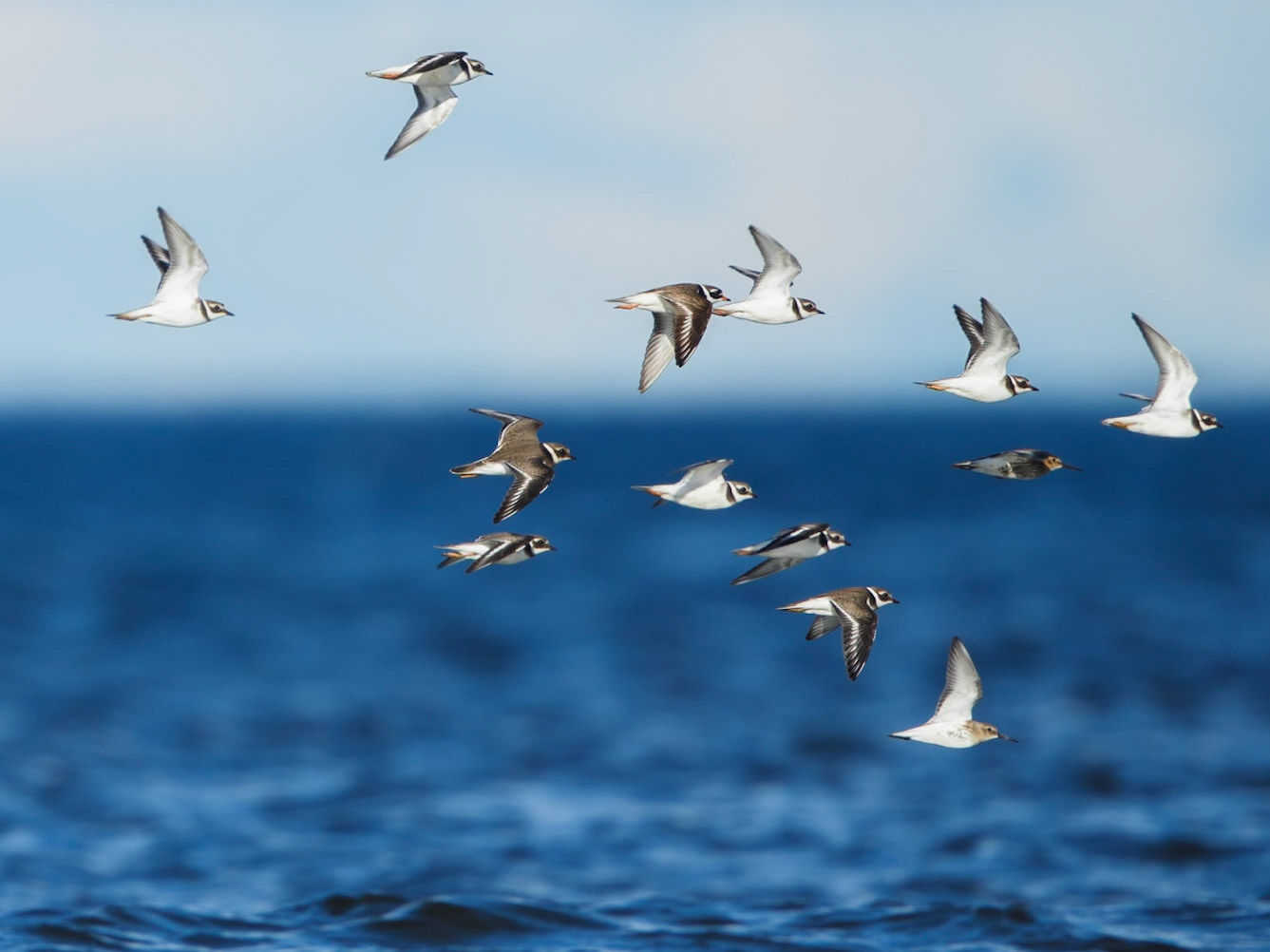 Common Ringed Plover