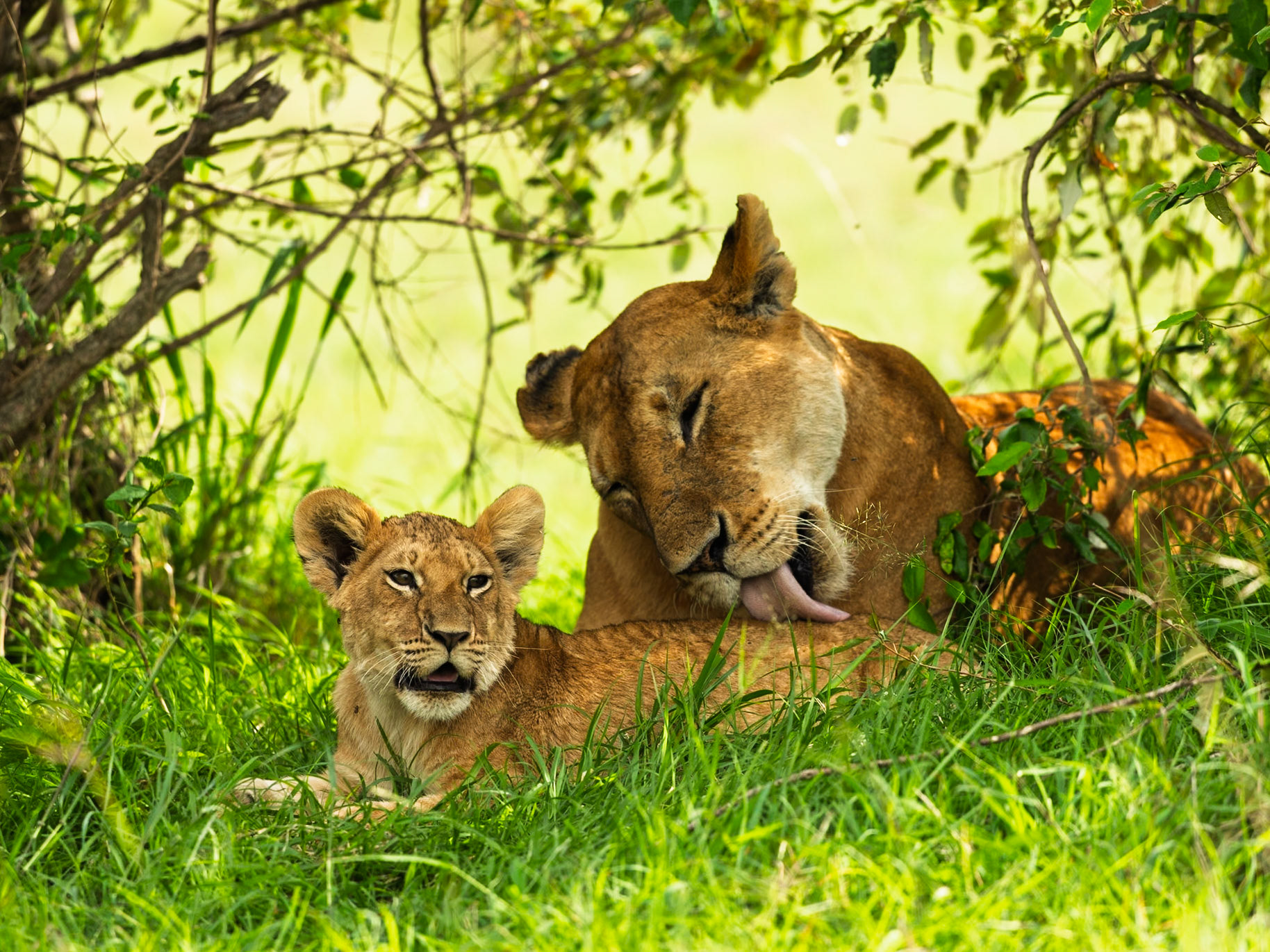 Lions in Masai Mara 2026