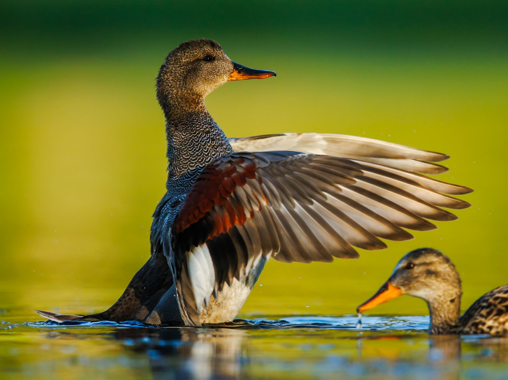Gadwall