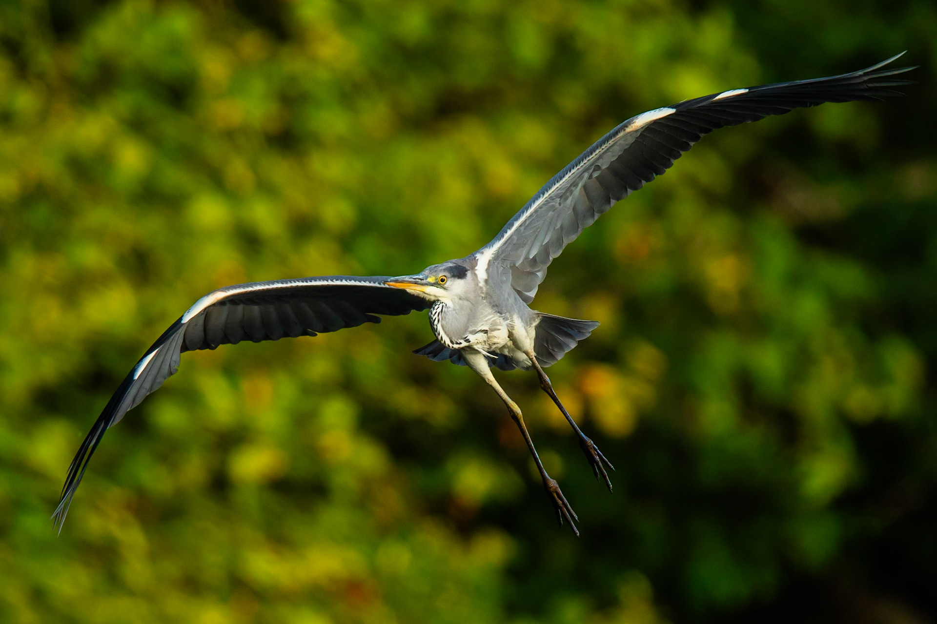 Grey Heron