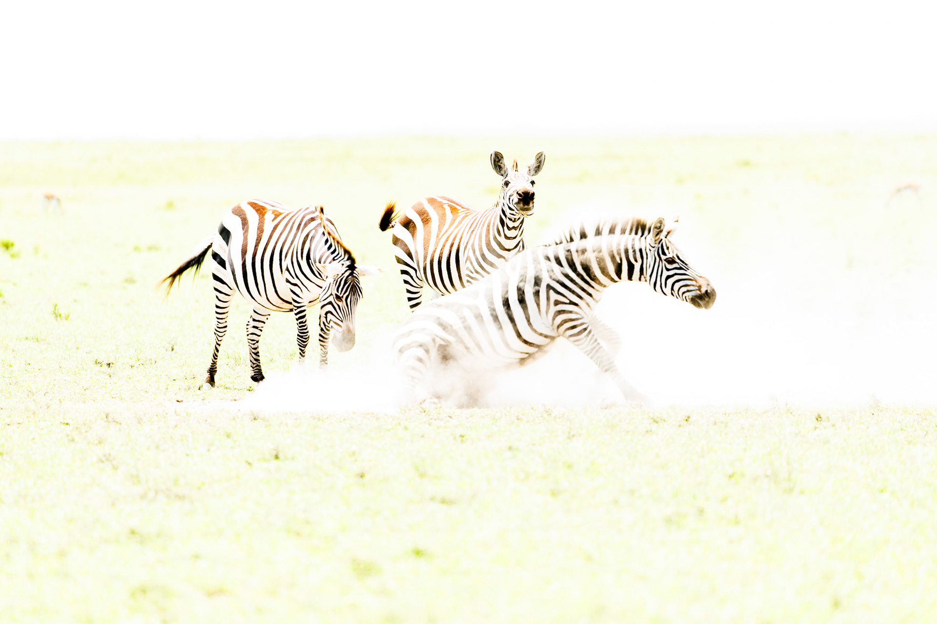 Zebras in Masai Mara 2026