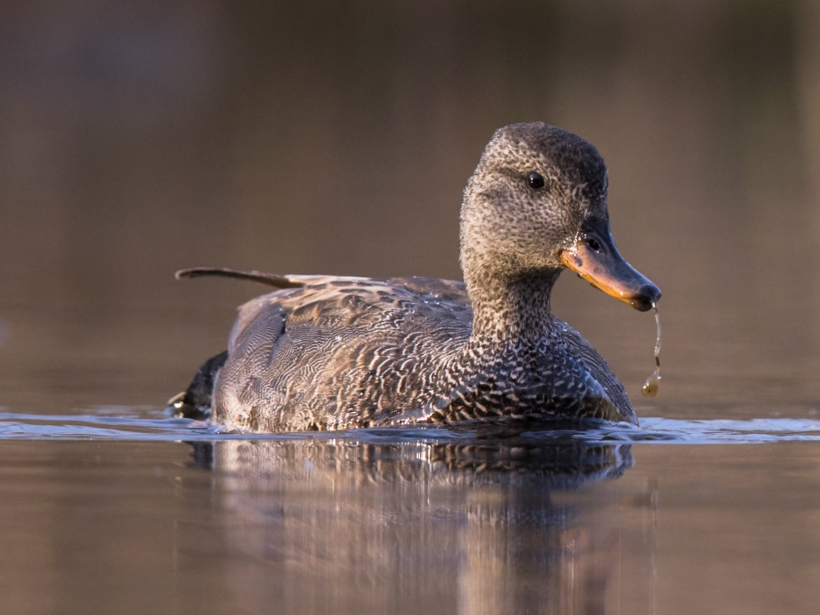 Gadwall