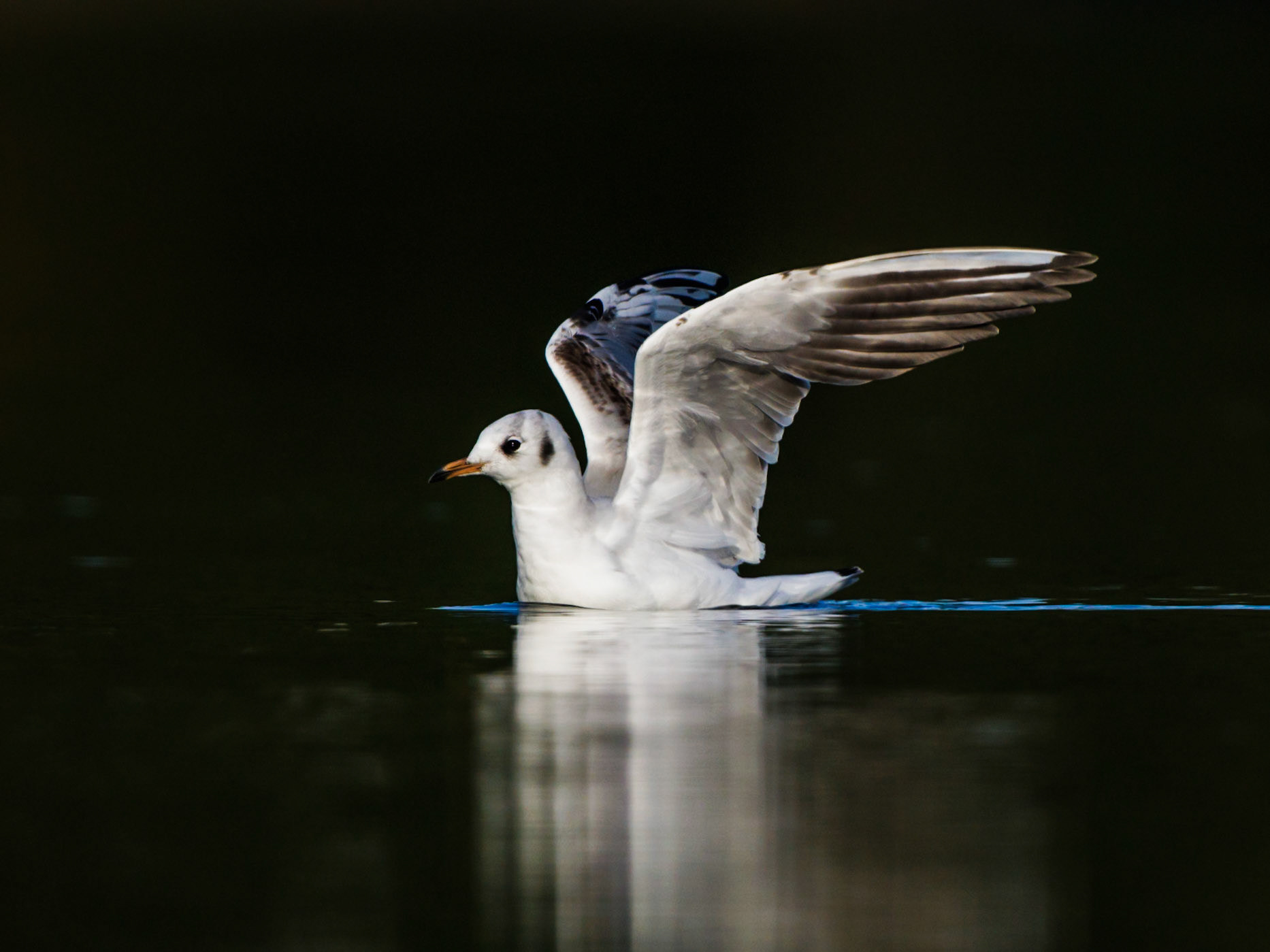 Seagull