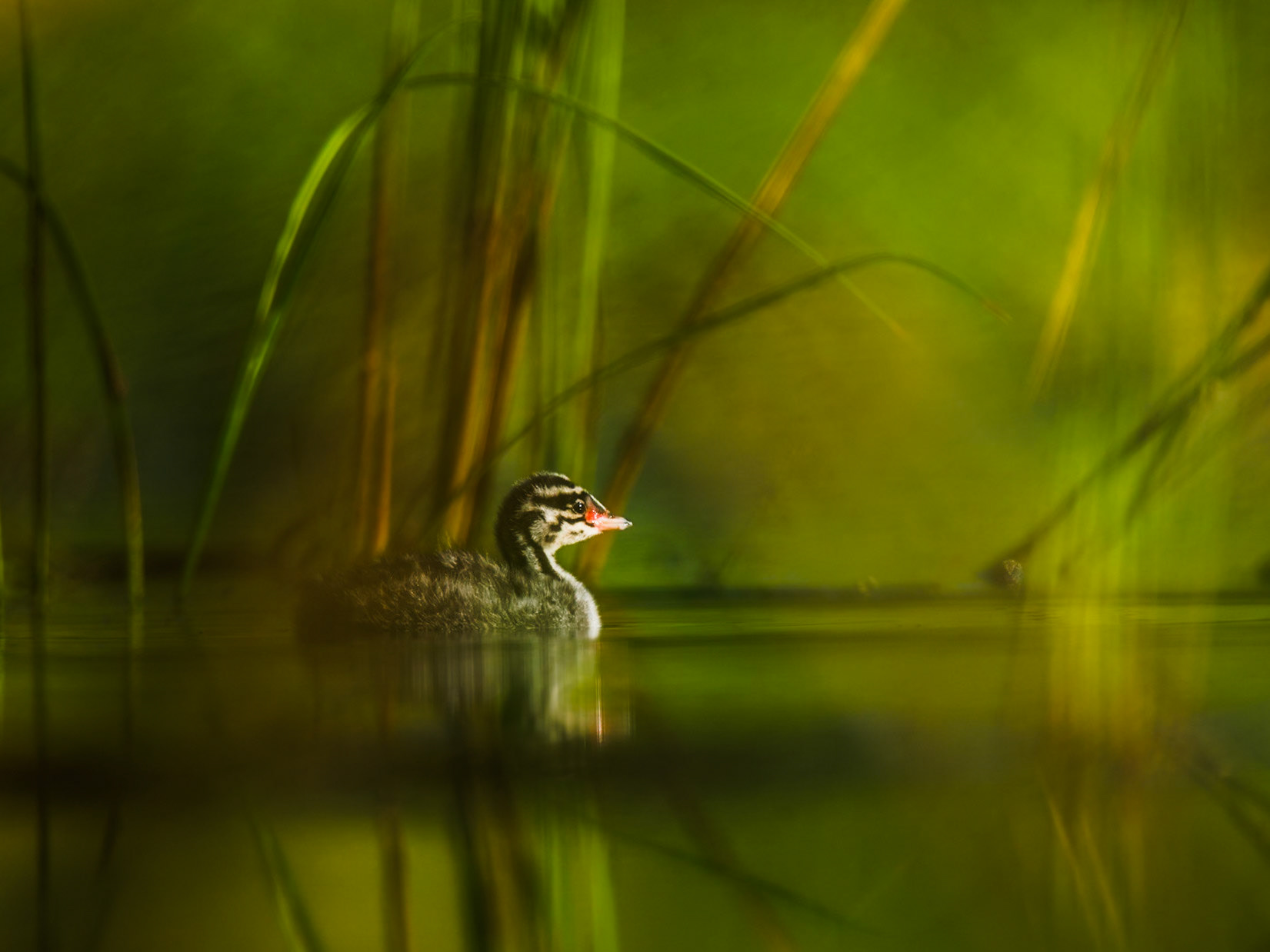 Slavonian Grebe