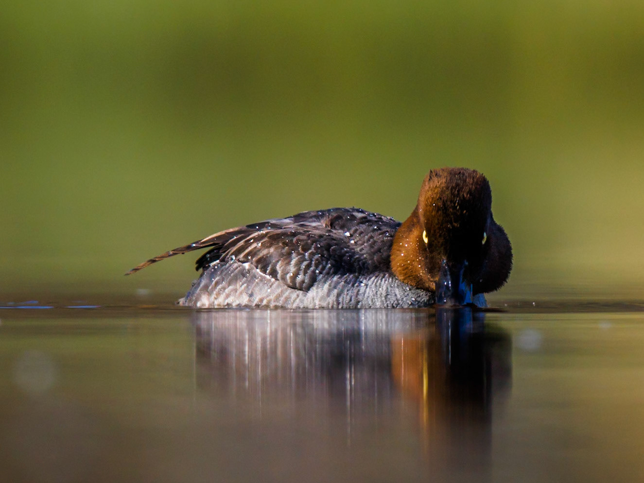 Common Goldeneye